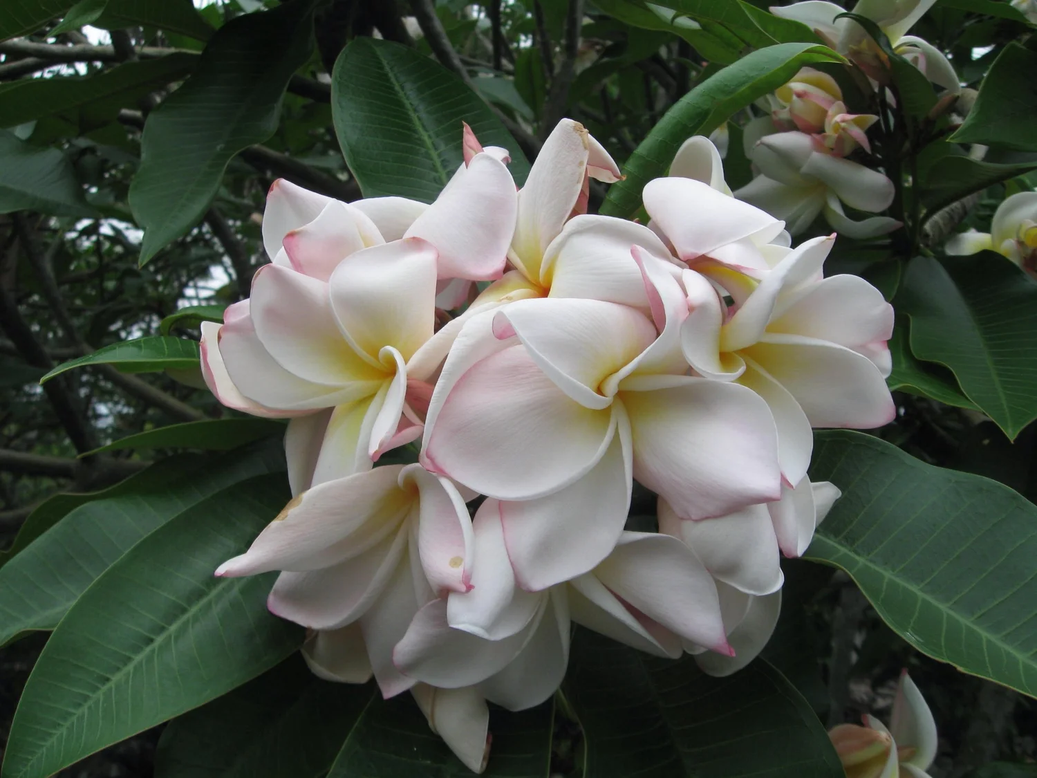 Plumeria rubra 'Daisy Wilcox' — Vintage Green Farms with Tom