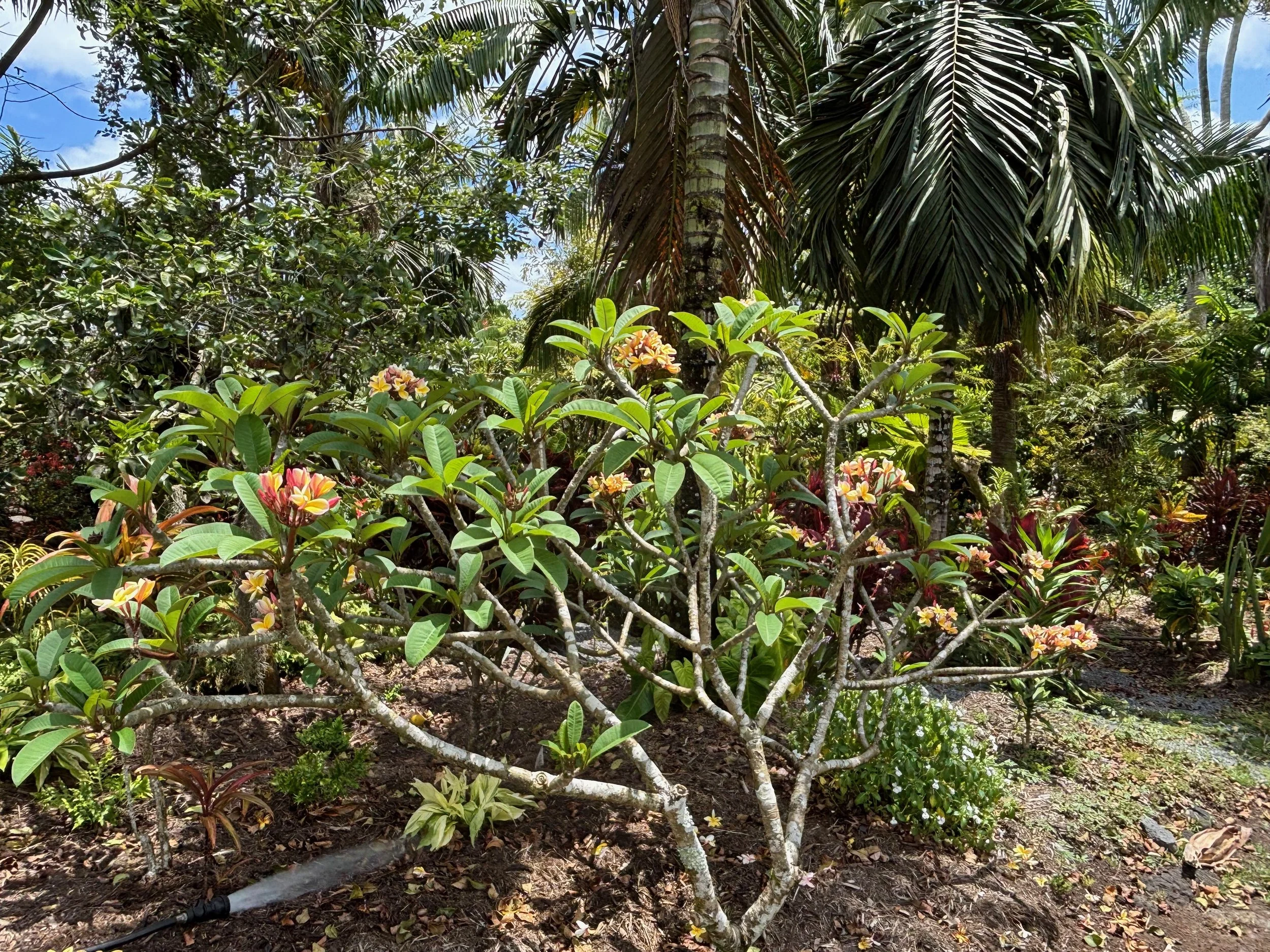 Plumeria rubra ‘California Sunset' (3).jpeg