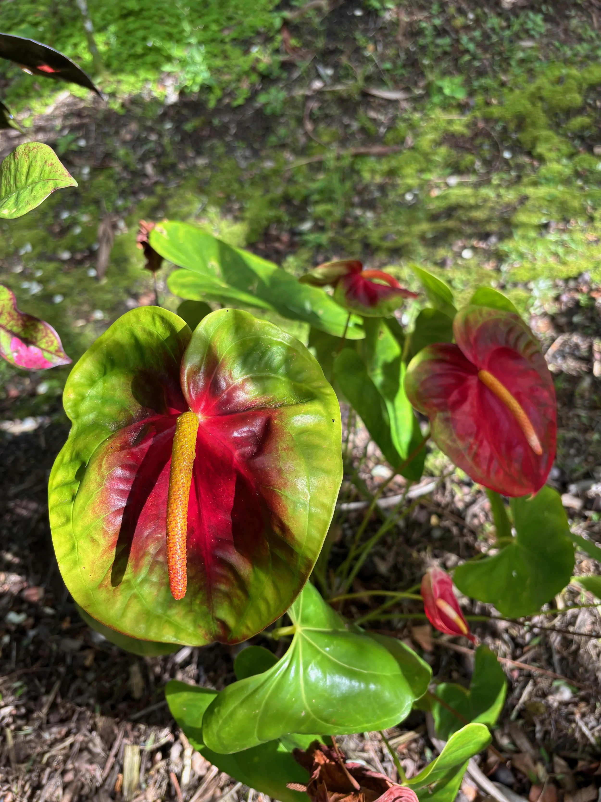 Anthurium 'Hirata' (3).jpeg