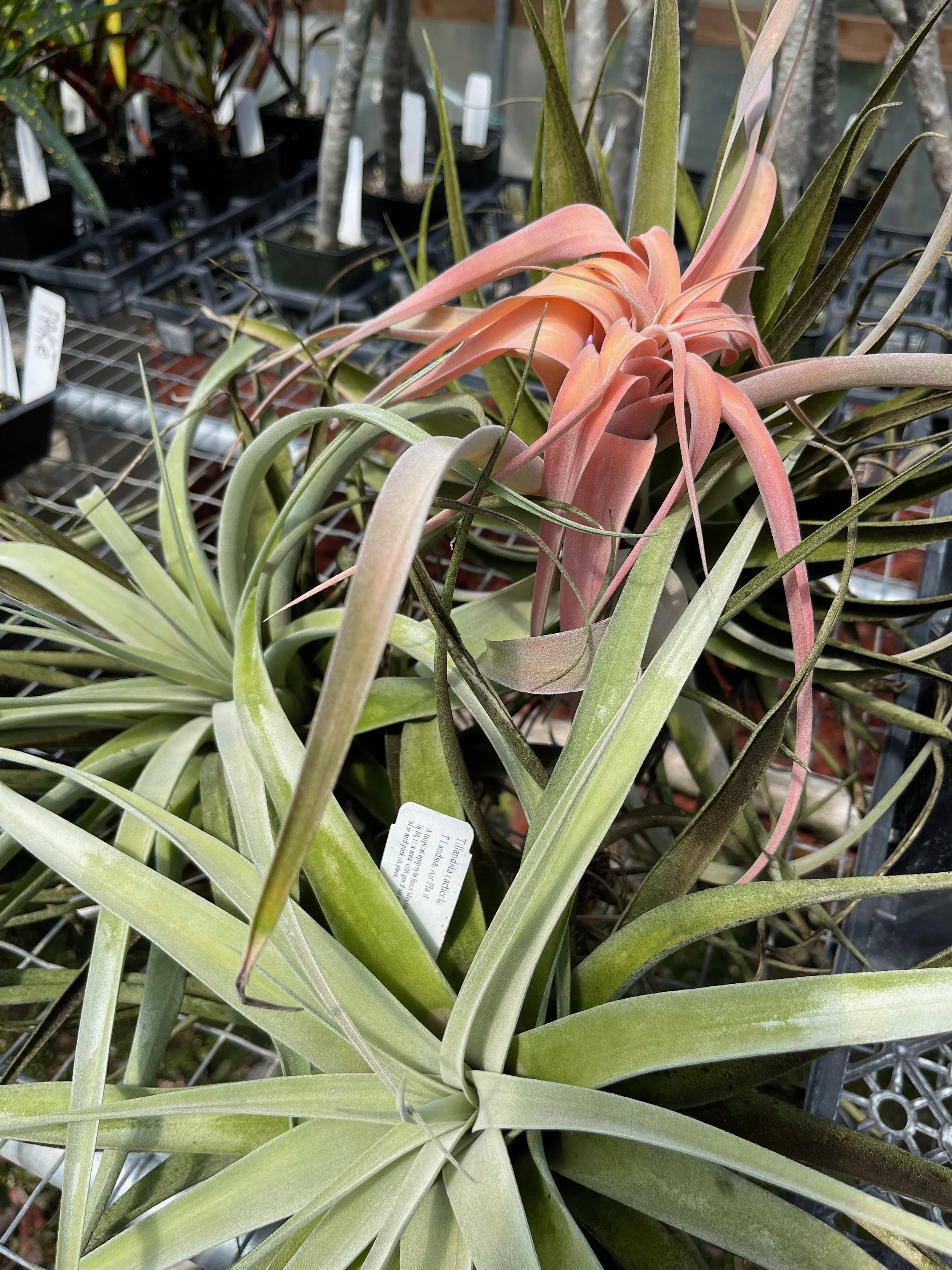 Tillandsia capitata (3).jpeg