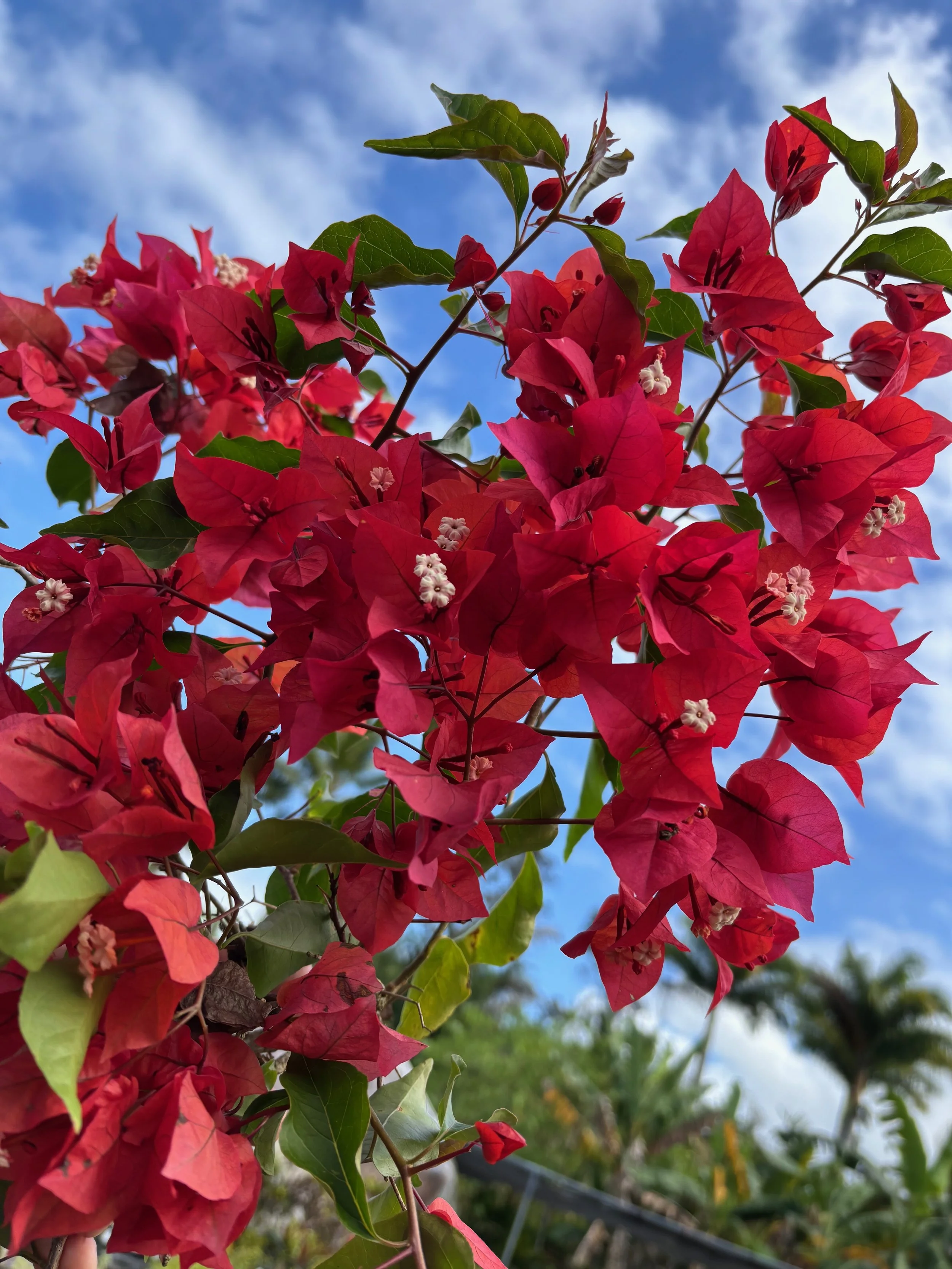 Bougainvillea (Brick Red).jpeg