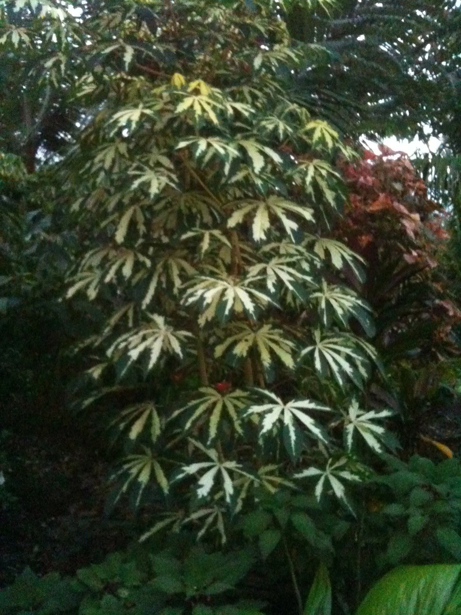 Manihut ensculenta variegata (2).jpeg
