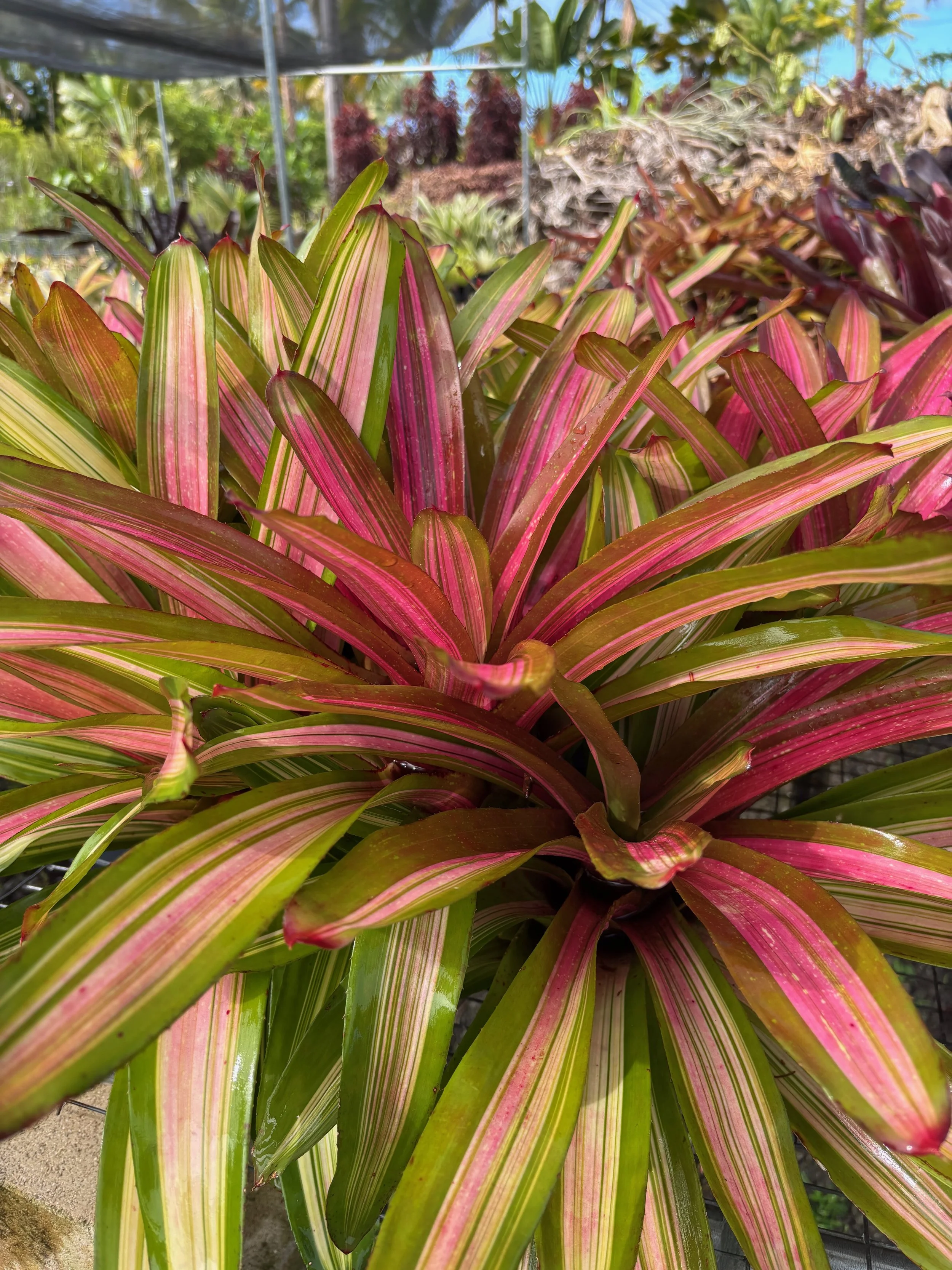 Neoregelia sp. medio-variegata 'Martin' (3).jpeg