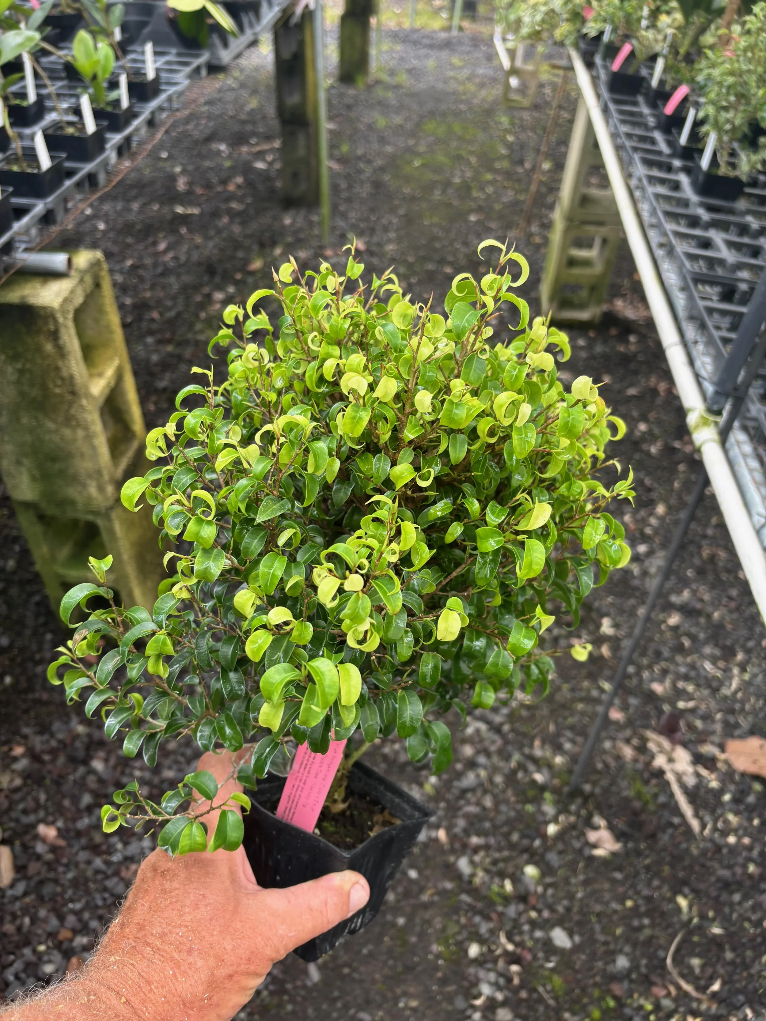 Ficus benjamina 'Dutch Treat'.jpeg