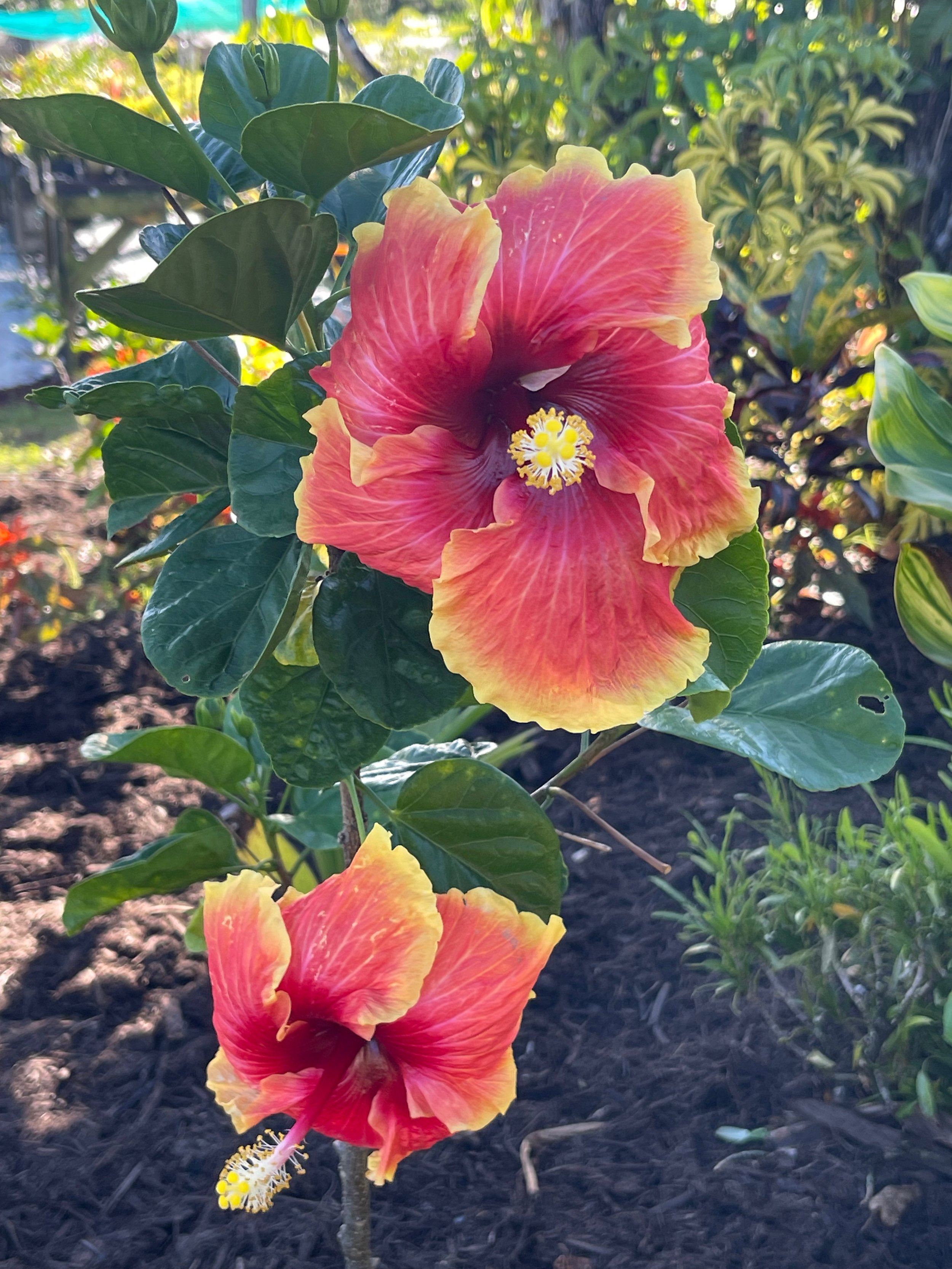 Hibiscus rosa-sinensis 'Don Quijote' (3).jpeg