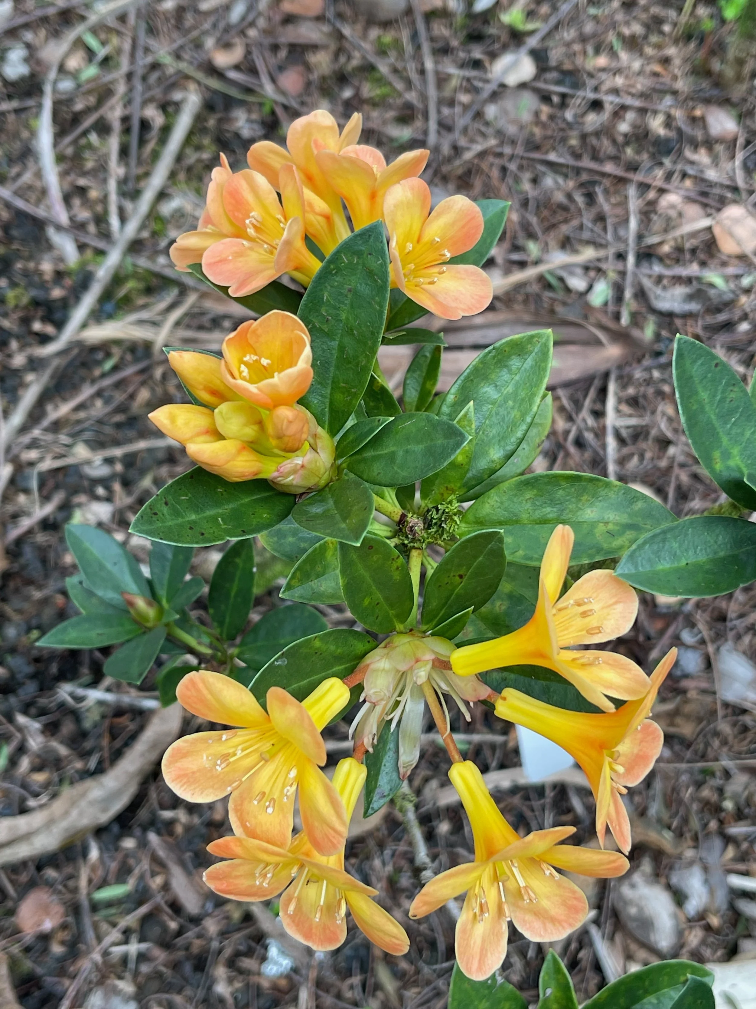 Rhododendron vireya machregorie x lastum x saxifrigeides.jpeg