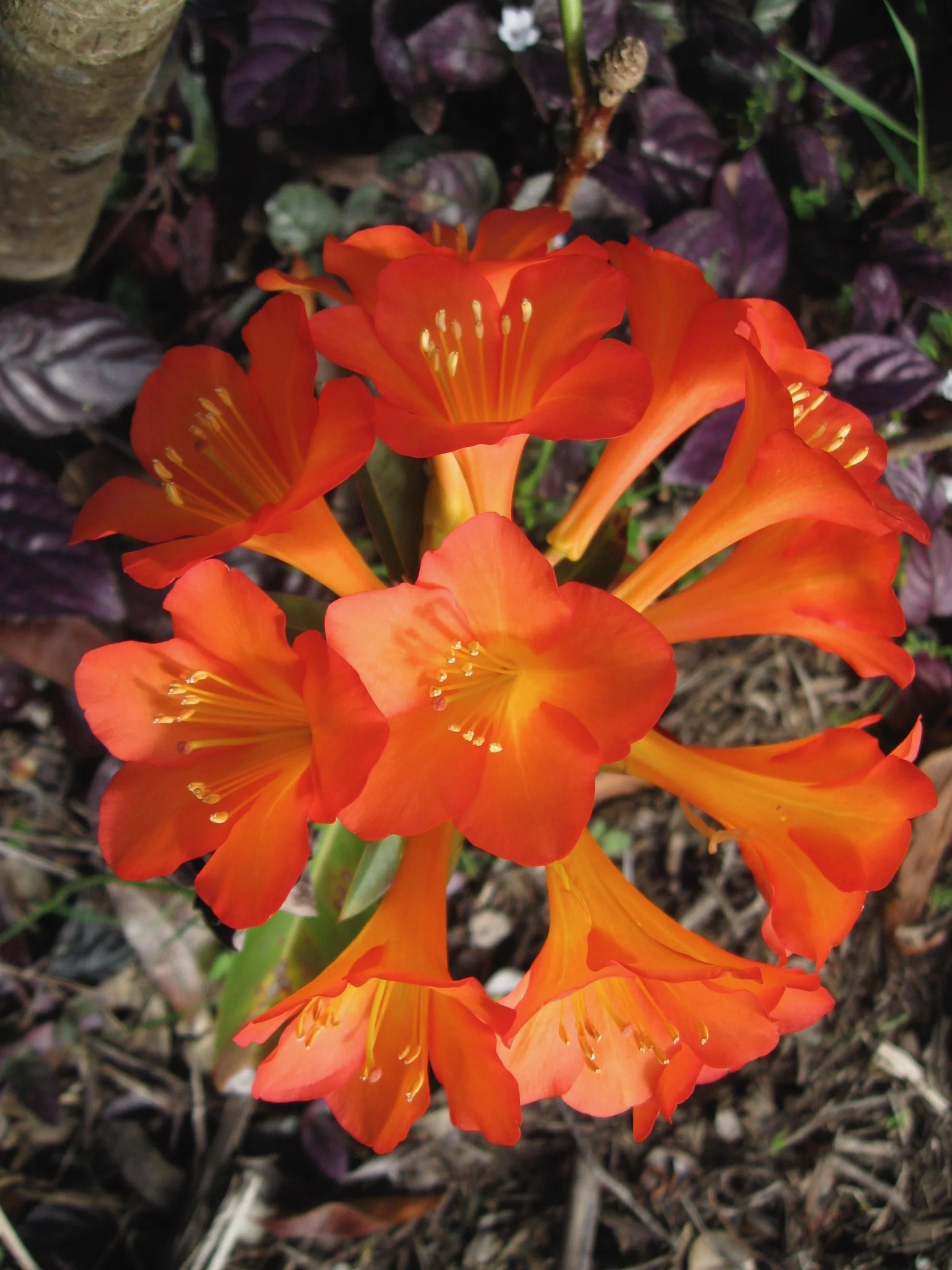 Rhododendron vireya (17) Orange Compact.jpeg