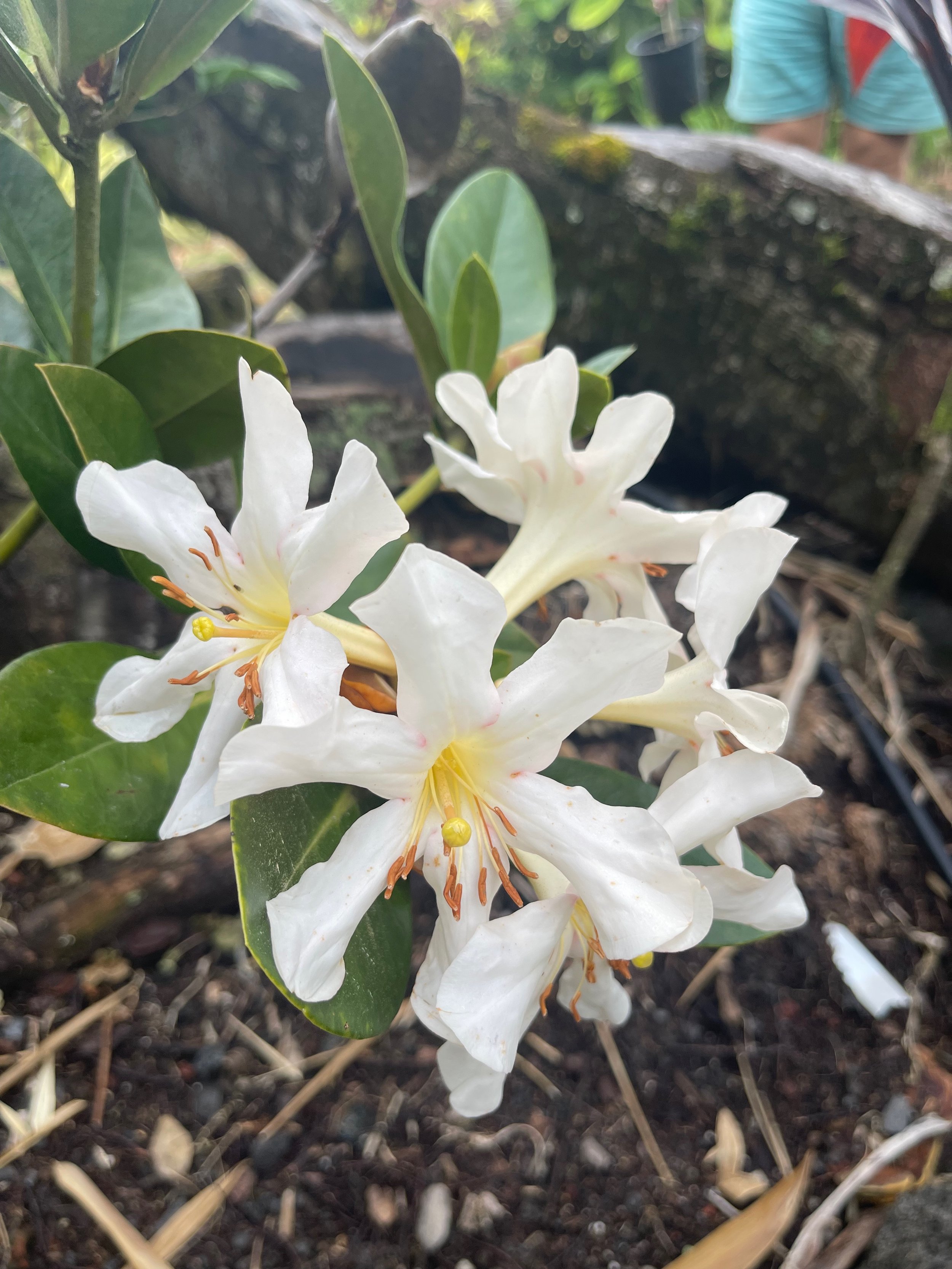Rhododendron vireya 'Clair Elsie' (2).jpeg