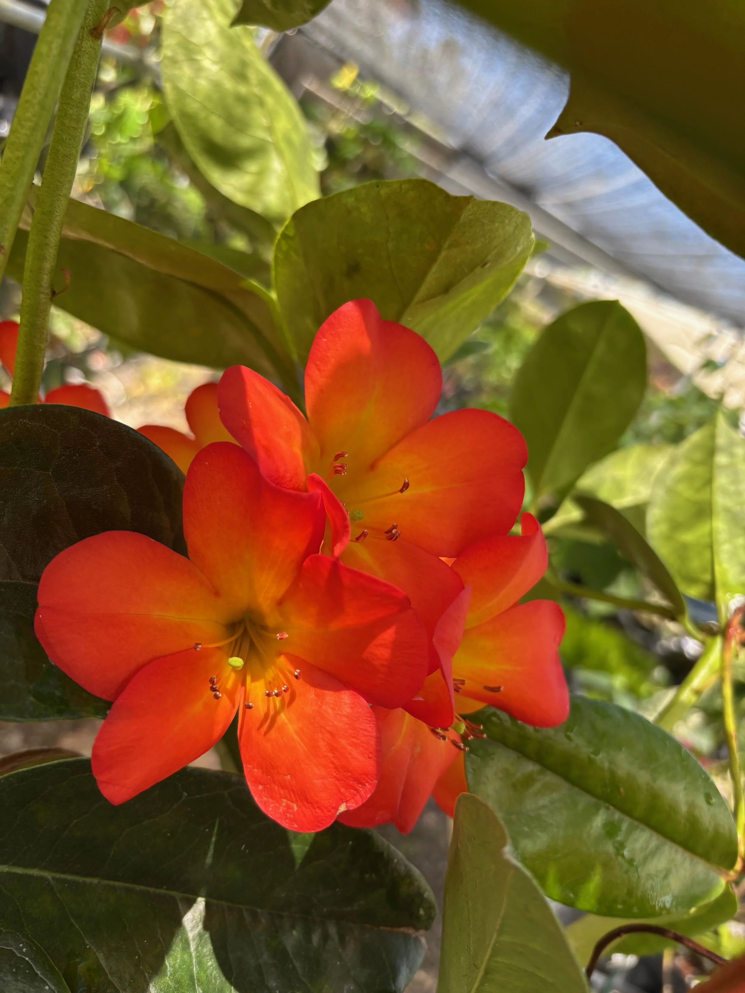 Rhododendron vireya 'Ring of Fire' (1).jpeg