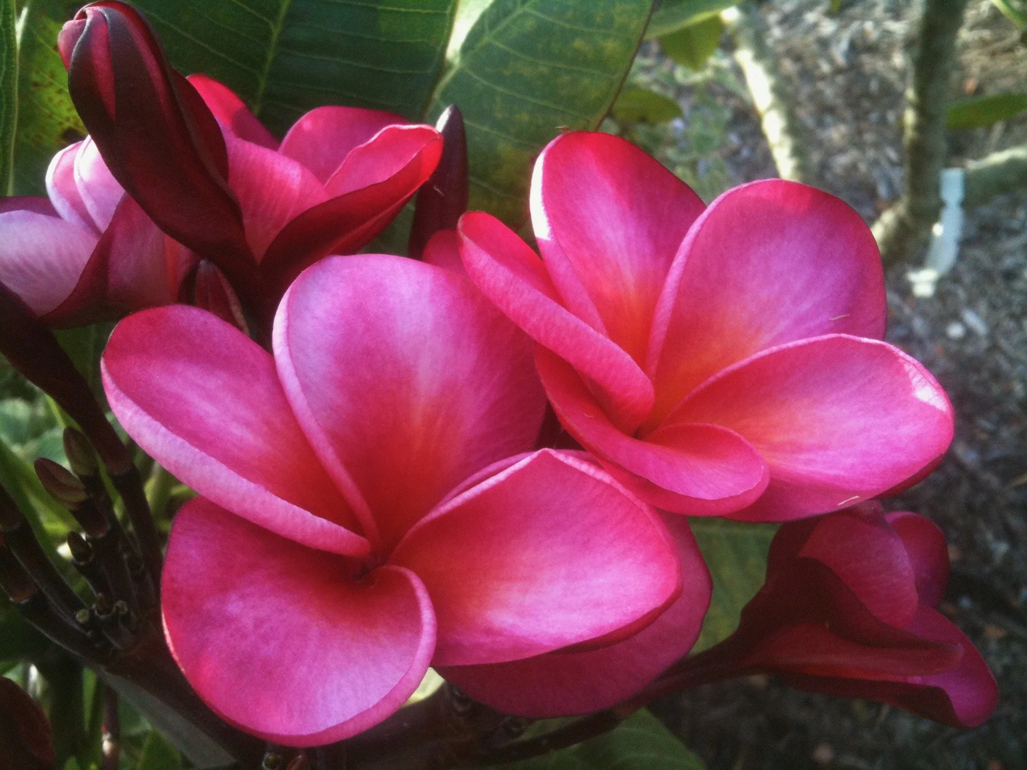 plumeria_donald_angus (1).jpeg