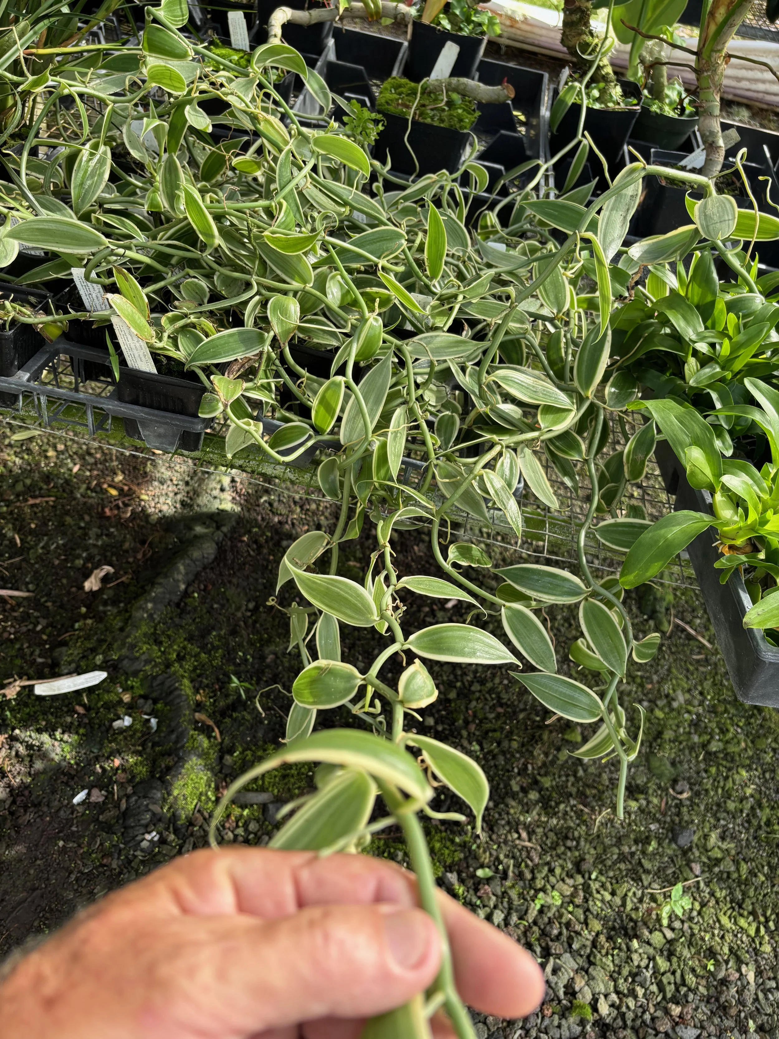 Vanilla fragrans 'Albo Marginata' (V. planifolia) (1).jpeg
