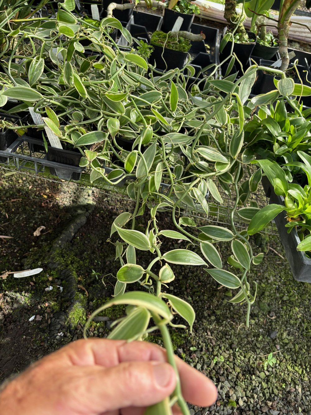 schlingpflanzen zimmerpflanzen Philodendron squamiferum main image 1