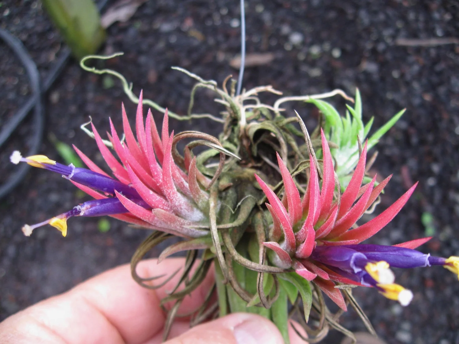 Tillandsia Ionantha Ball (TI)速達発送 Tillandsia Ionantha Ball 