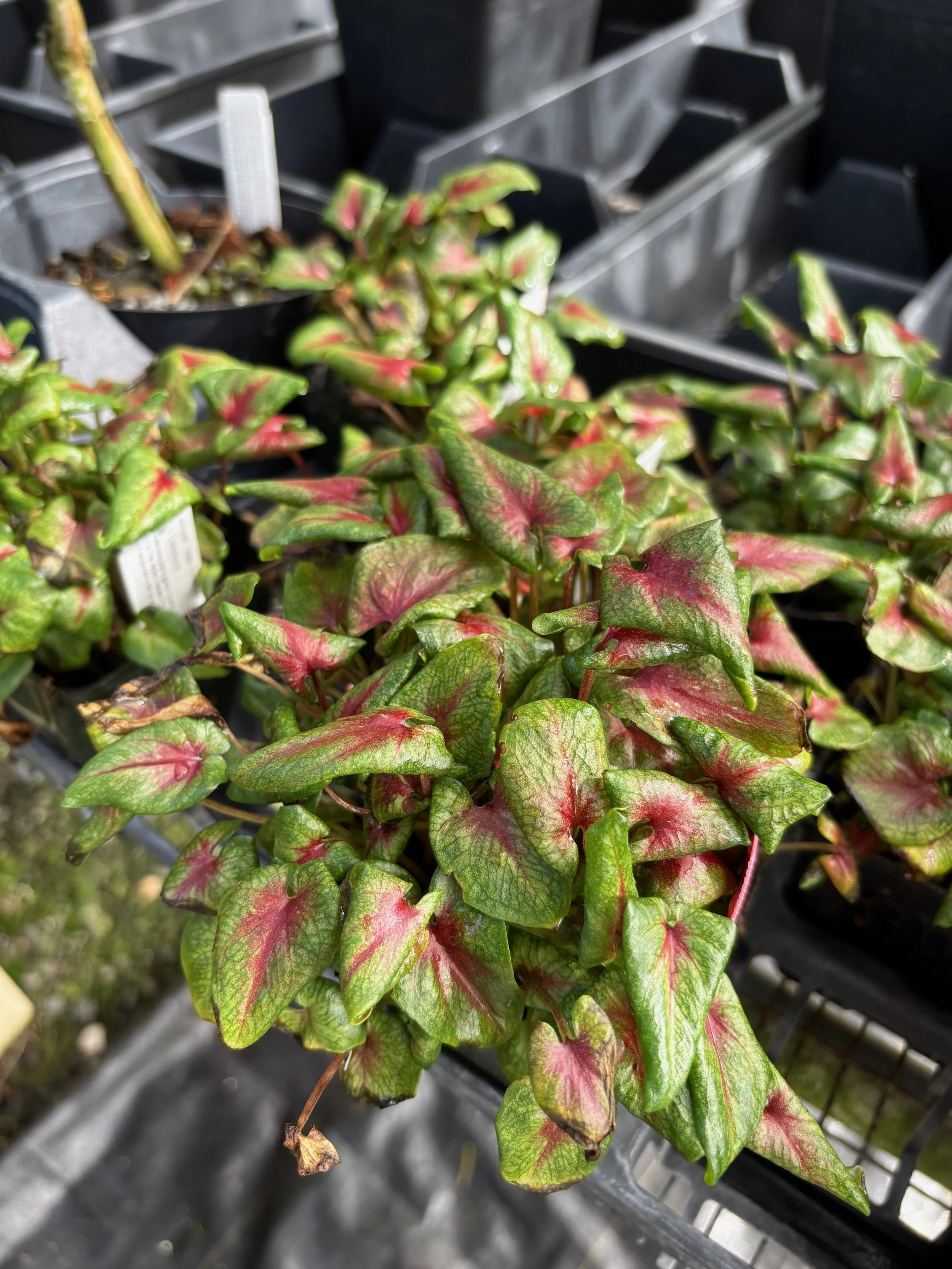 Caladium 'Mini Rosebud' — Vintage Green Farms with Tom Piergrossi