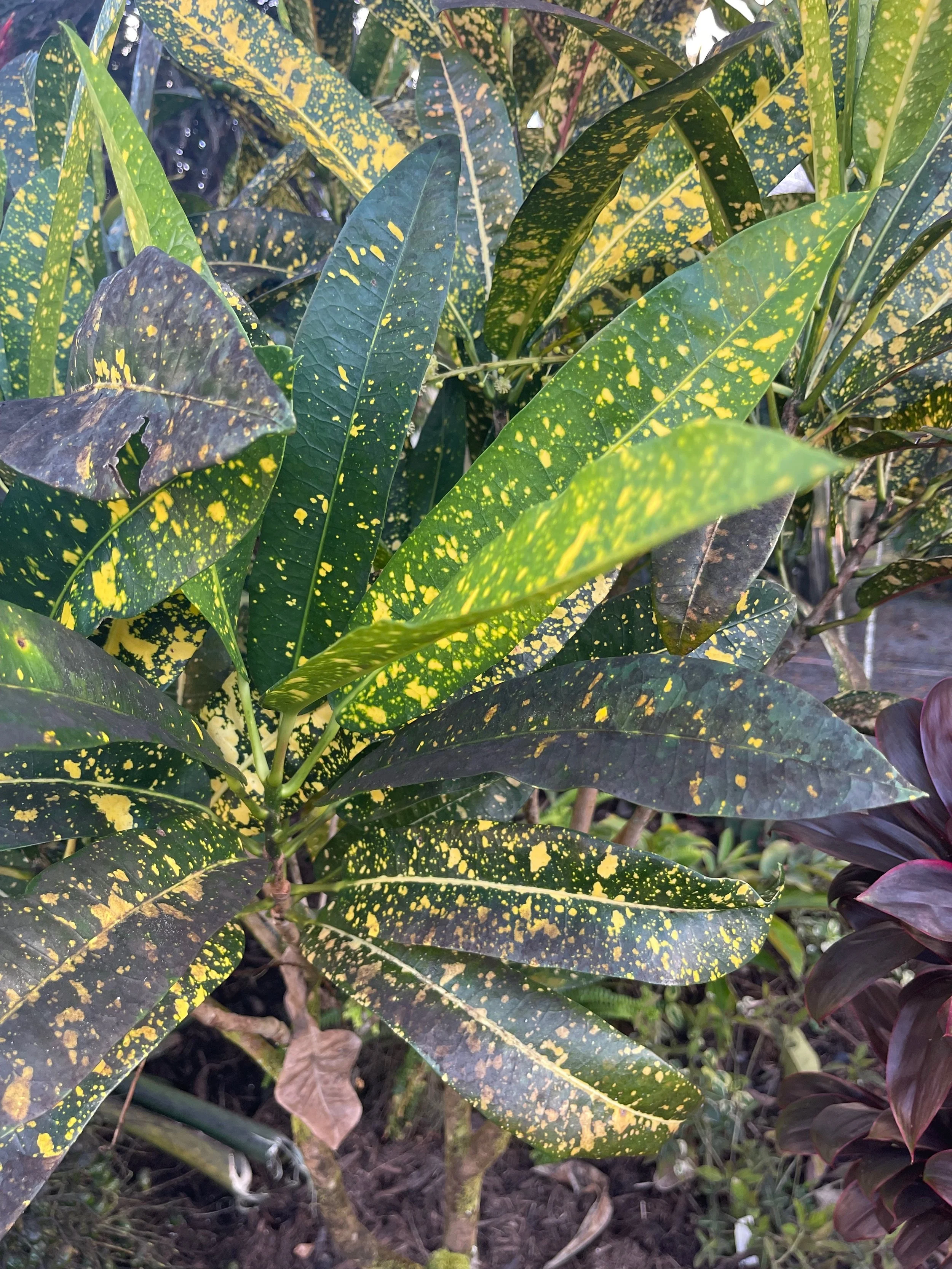 Codiaeum 'Eleanor Fisher' (1).jpeg