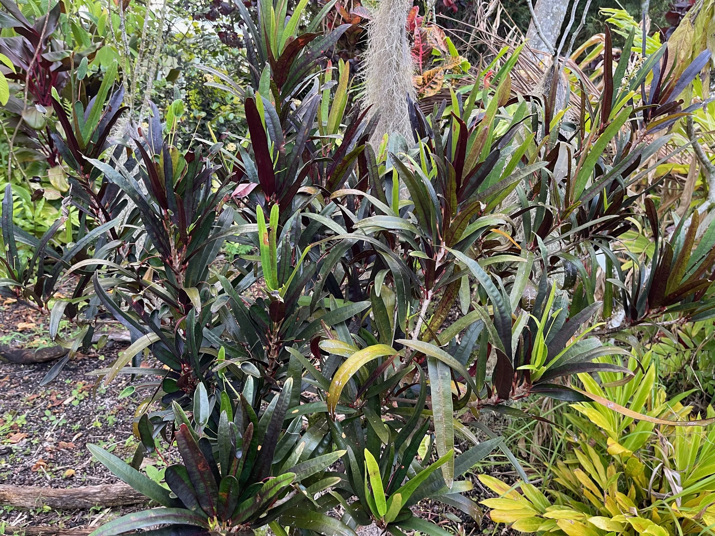 Codiaeum Appendiculatum purple Form Vintage Green Farms With Tom codiaeum-appendiculatum-purple-form-vintage-green-farms-with-tom