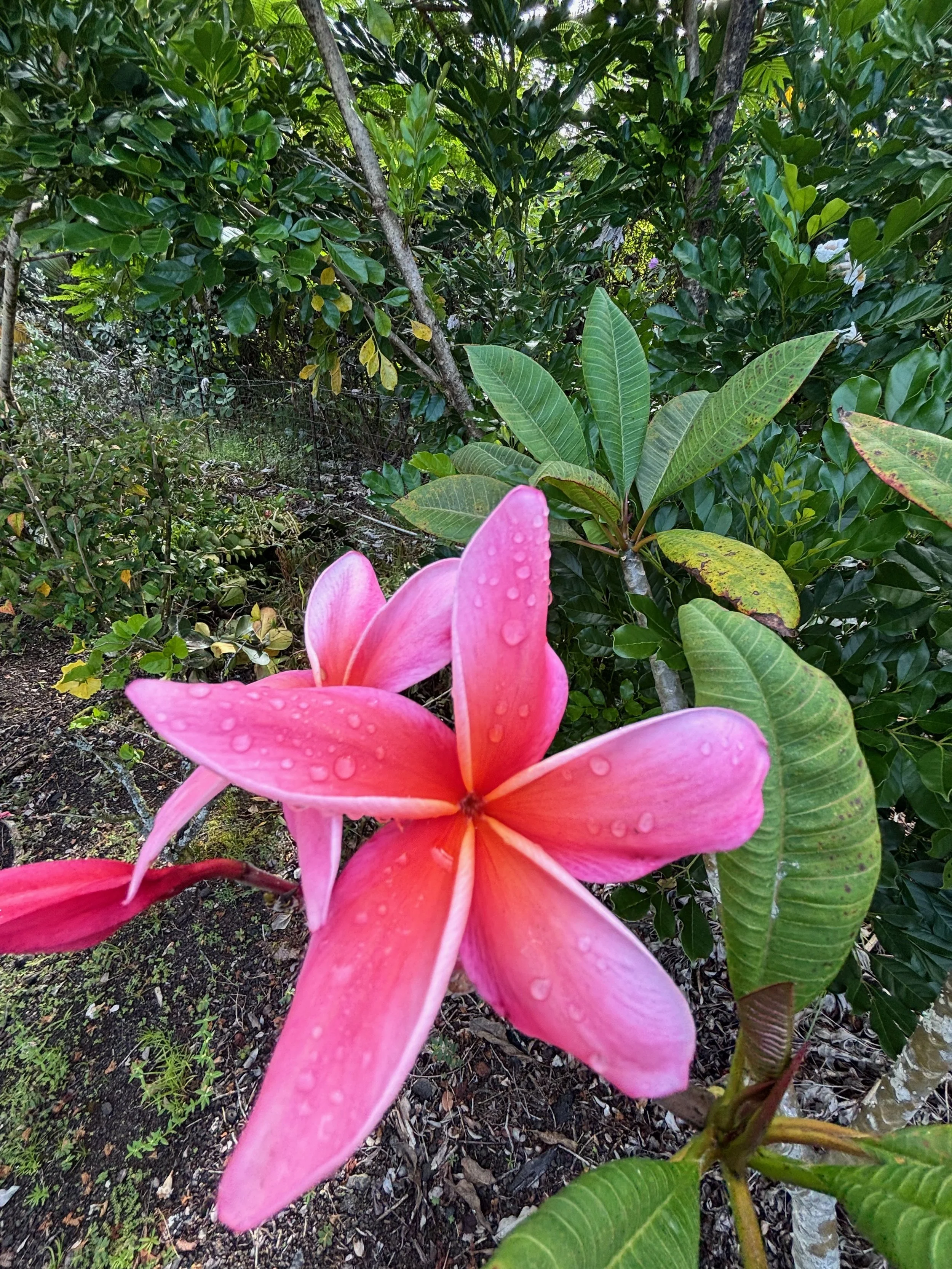 Plumeria rubra 'Dean Conklin'.jpeg