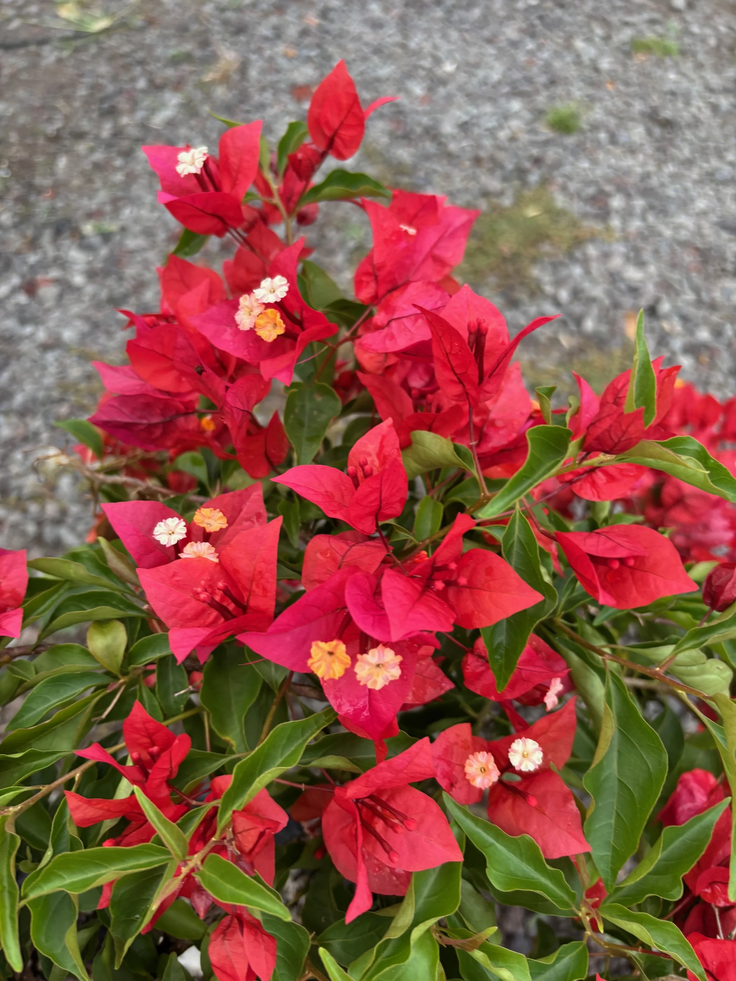Bougainvillea (Brick Red) (2).jpeg