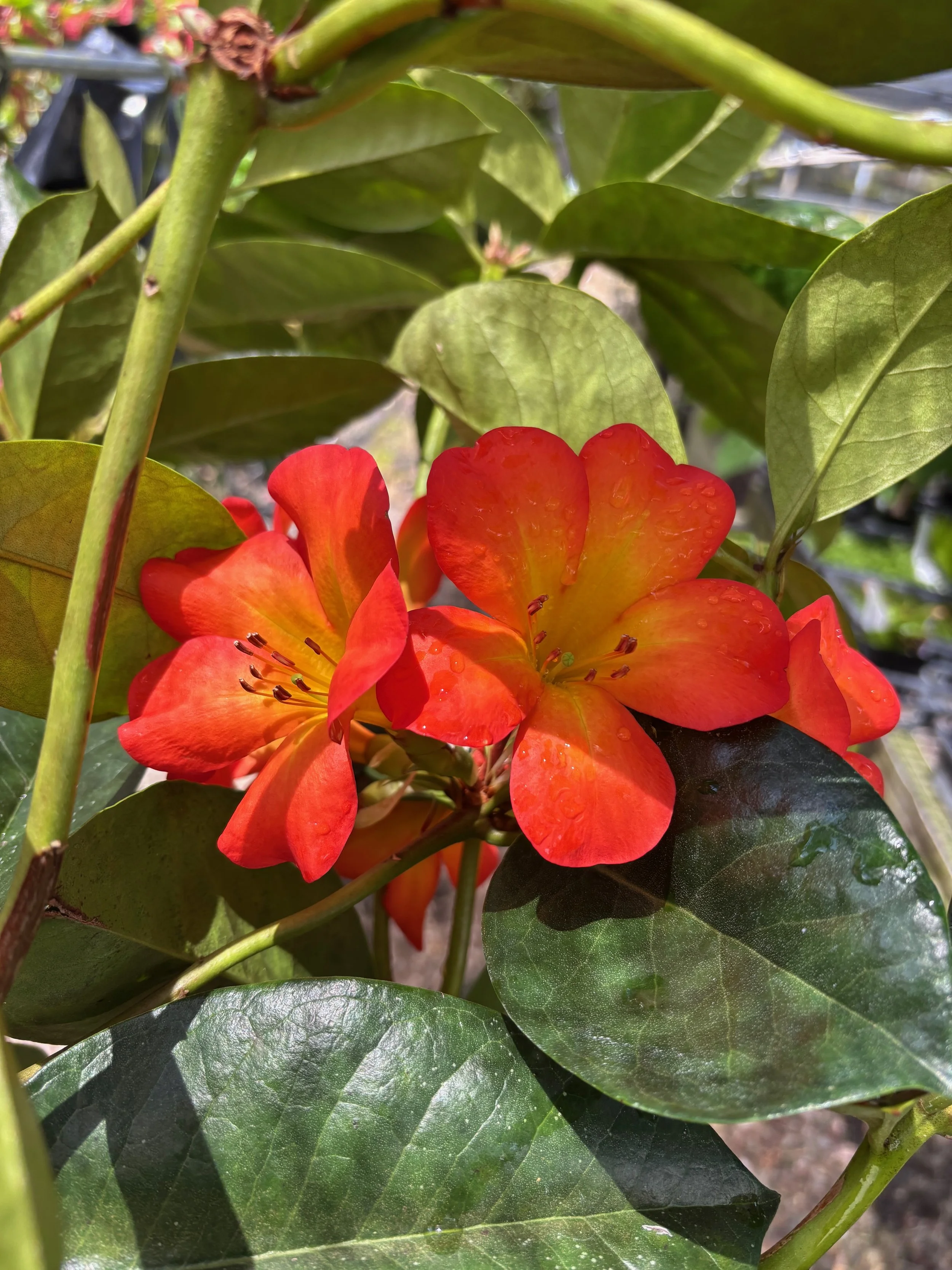 Rhododendron vireya 'Ring of Fire'.jpeg