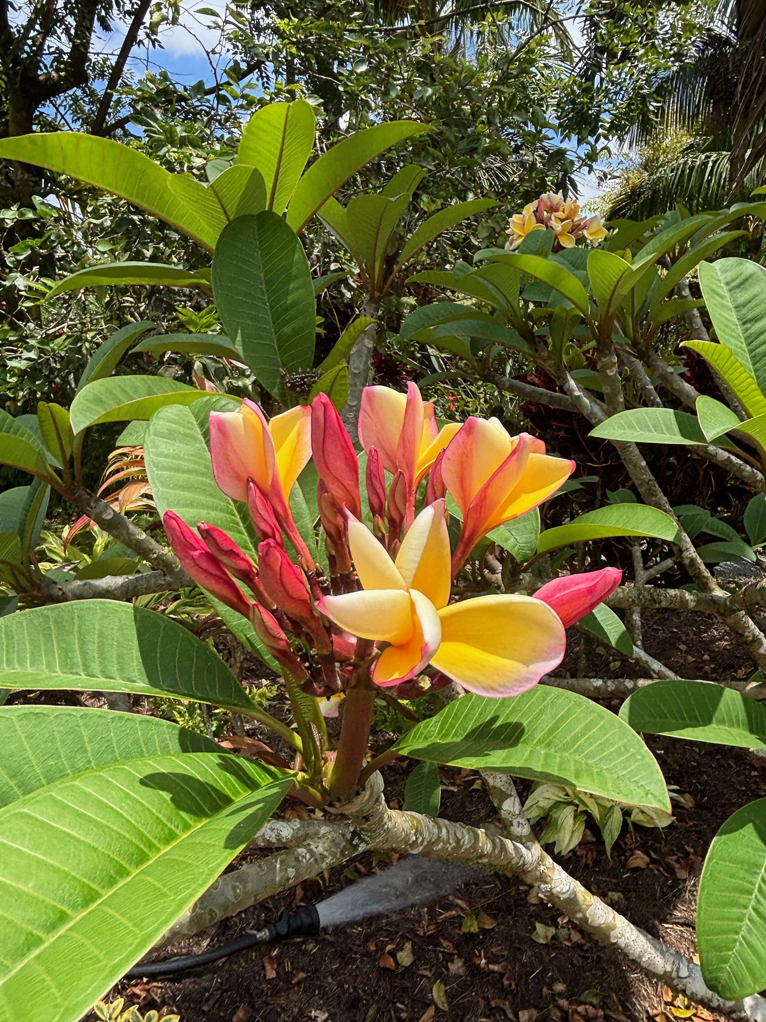 Plumeria rubra ‘California Sunset' (4).jpeg