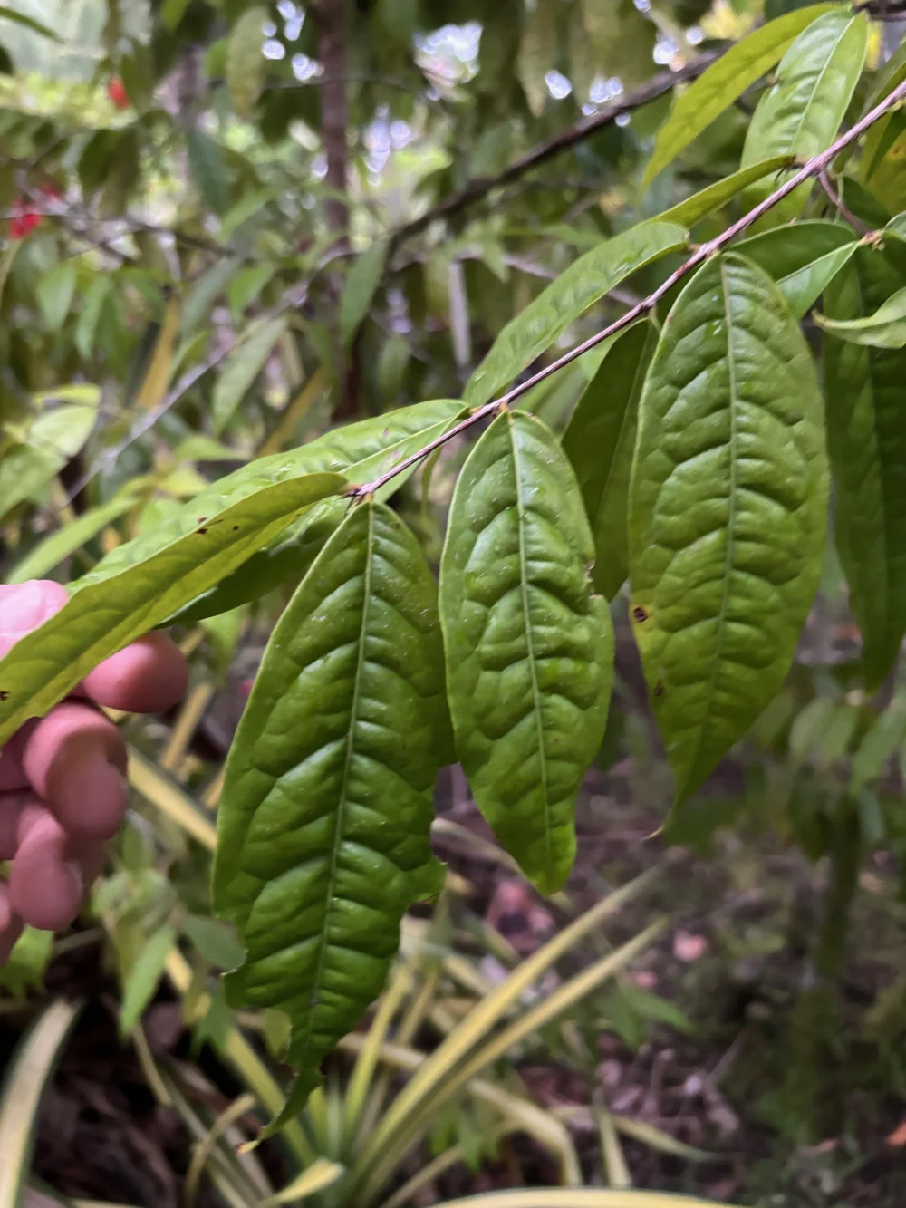 Eugenia Tree Fruit