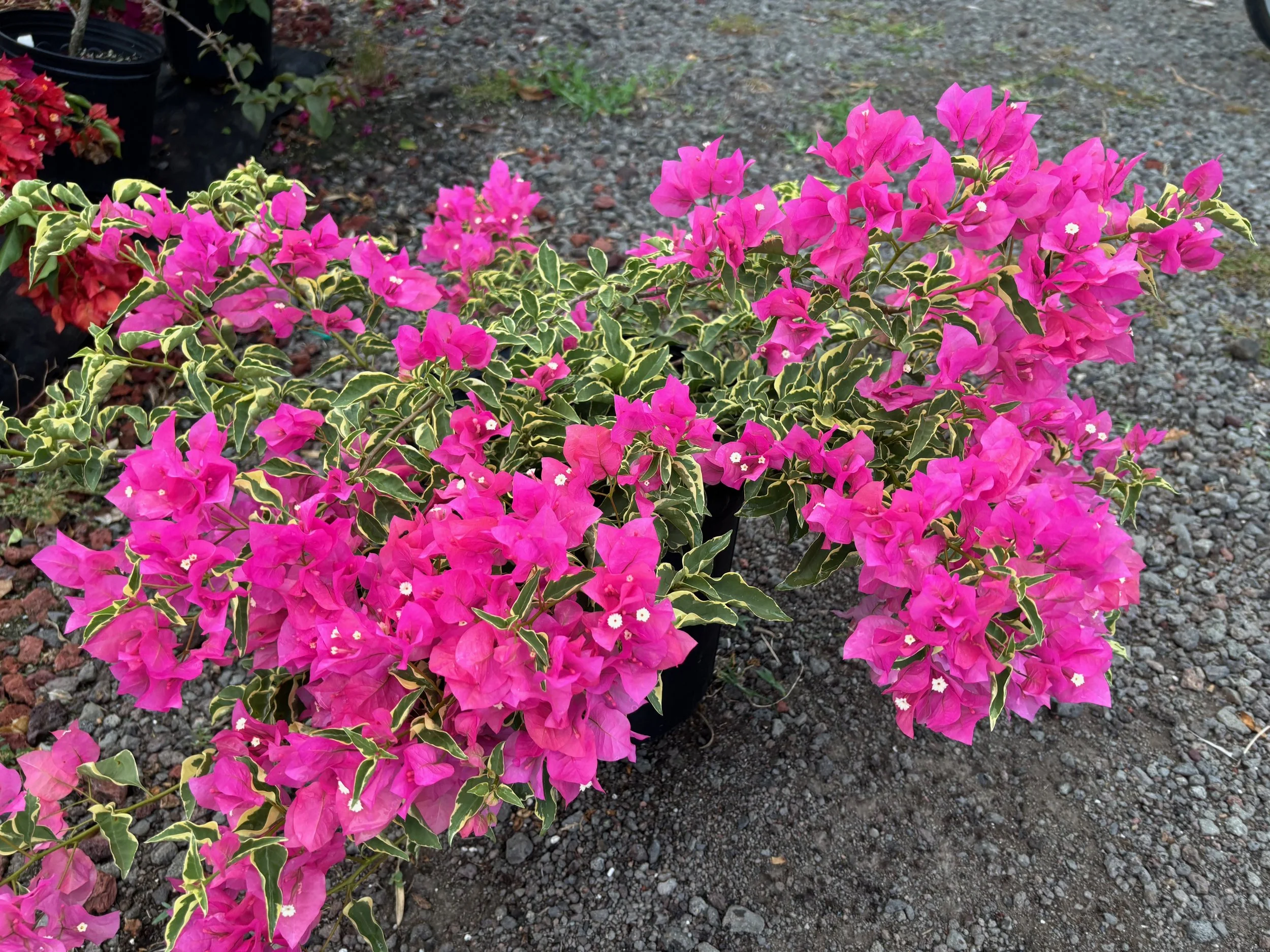 Bougainvillea (Variegated Pink) (1).jpeg