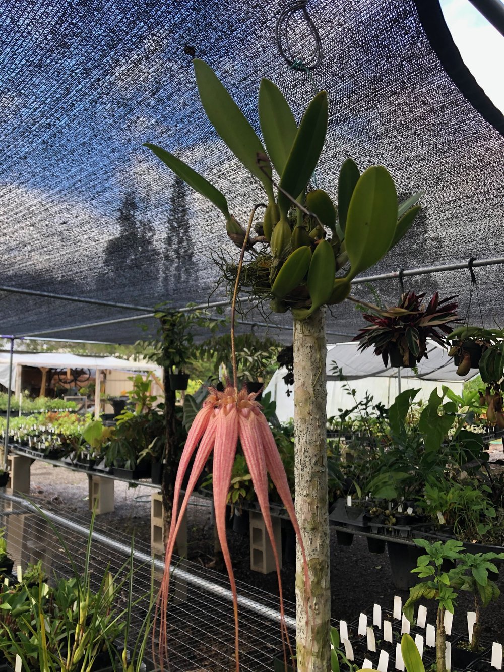 Bulbophyllum sp. 'Elizabeth Ann Buckleberry'  Vintage Green Farms with Tom  Piergrossi