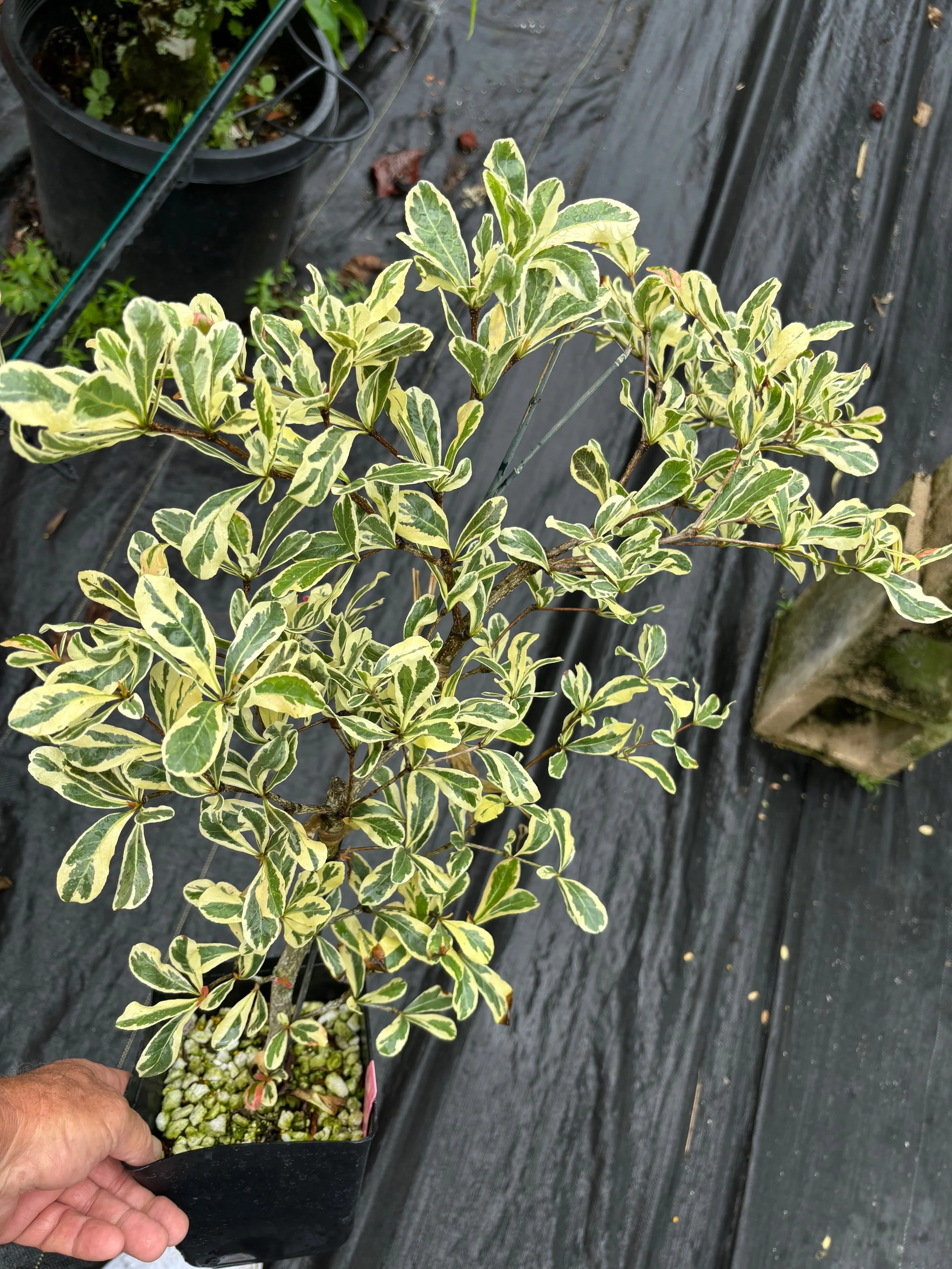 Bucida buceras variegata (Terminelia b. var) T. ivorensis or T. mantaly (2).jpeg
