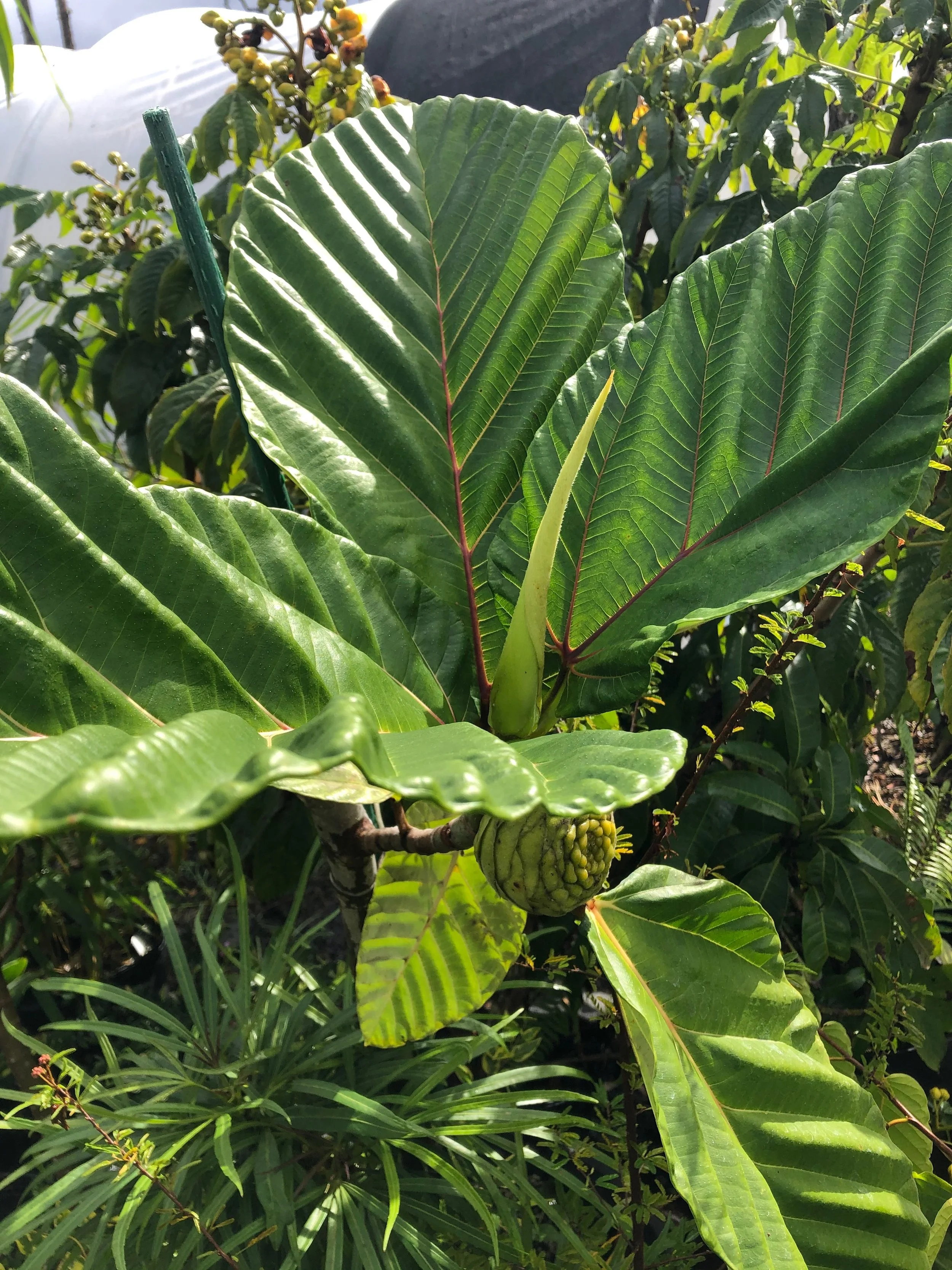 Ficus dammaropsis.jpeg