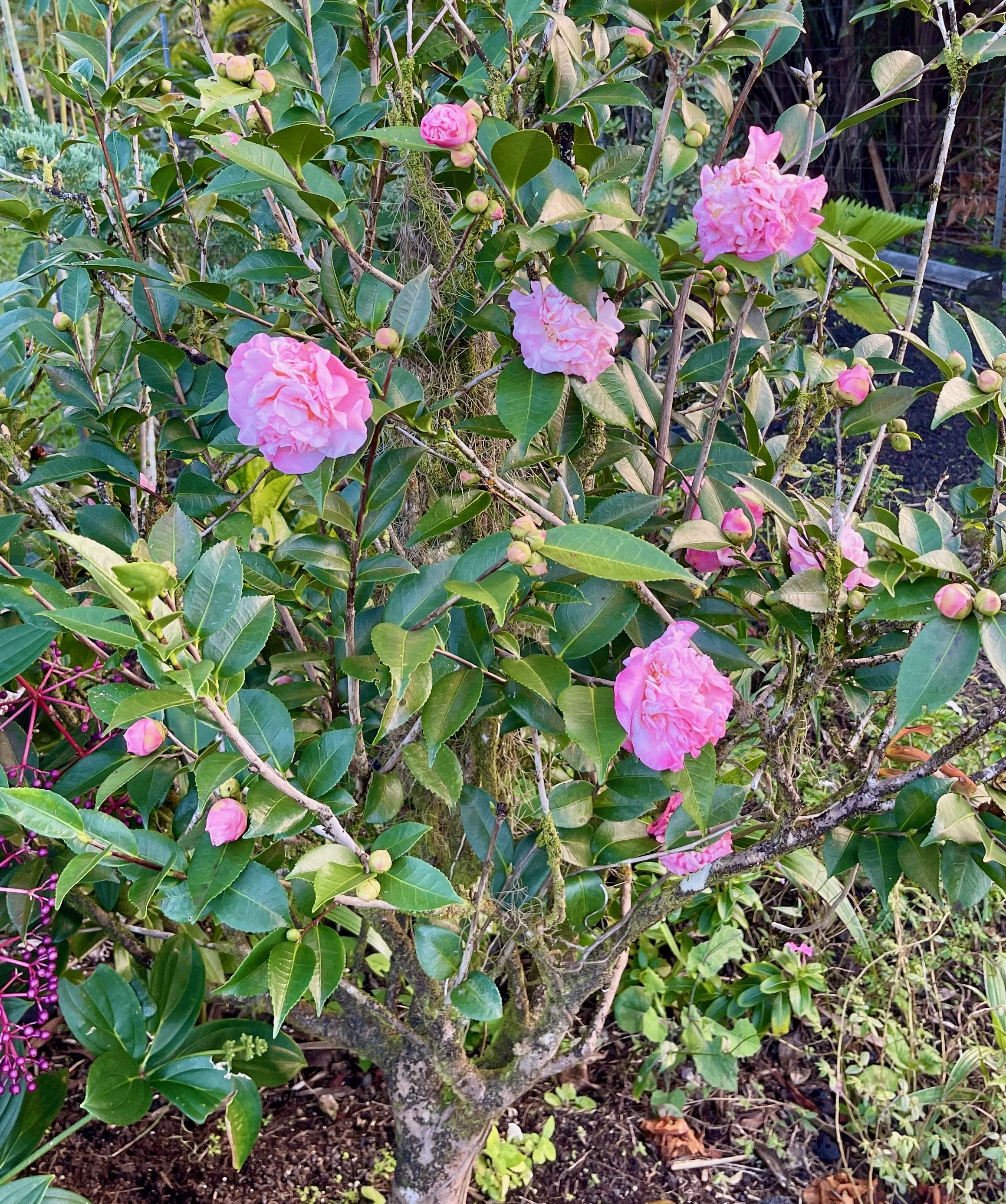 Camellia lutchuensis x ‘High Fragrance’ (1).jpeg