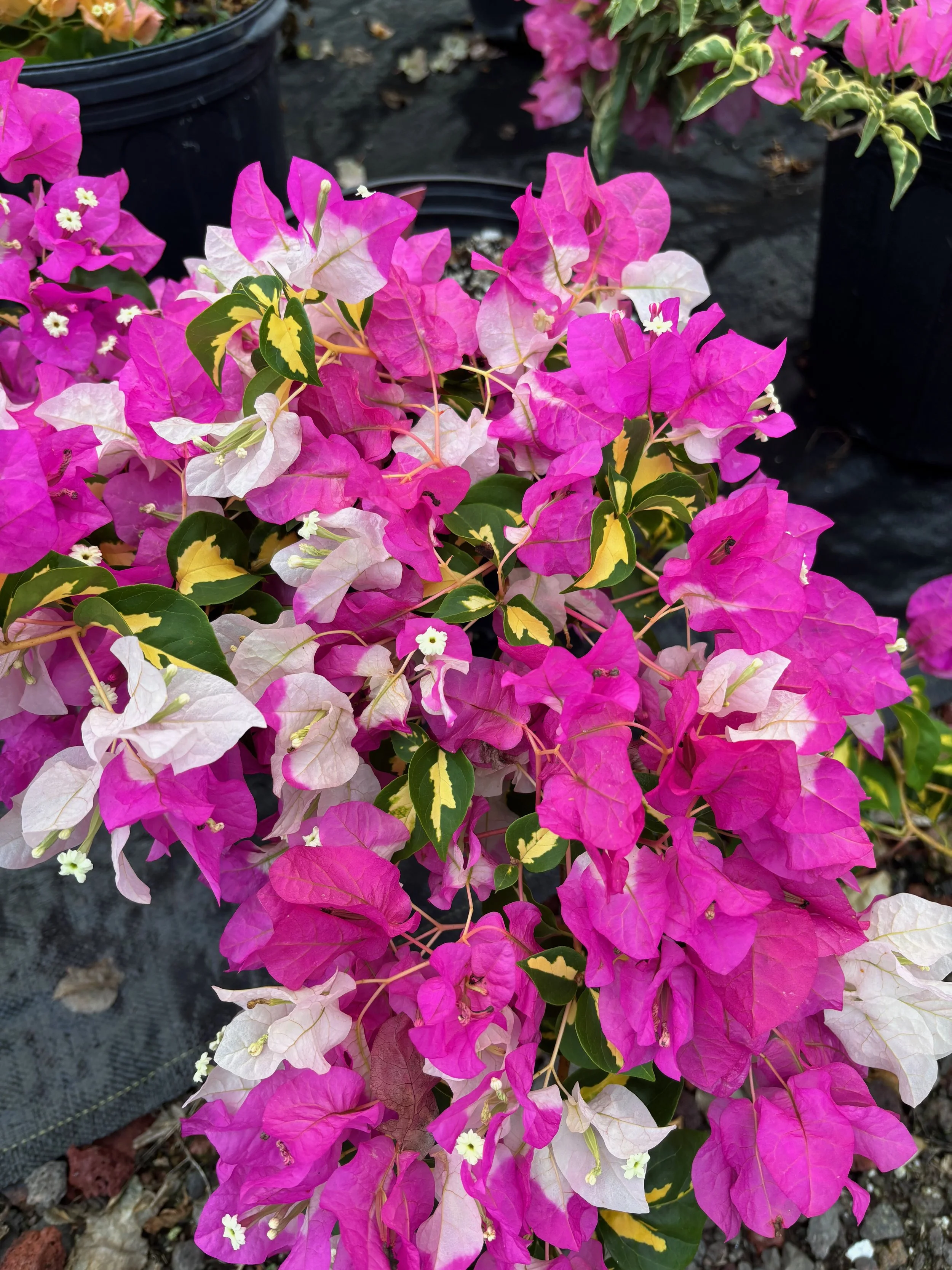 Bougainvillea 'Mary Palmer's Enchantment Var.'.jpeg