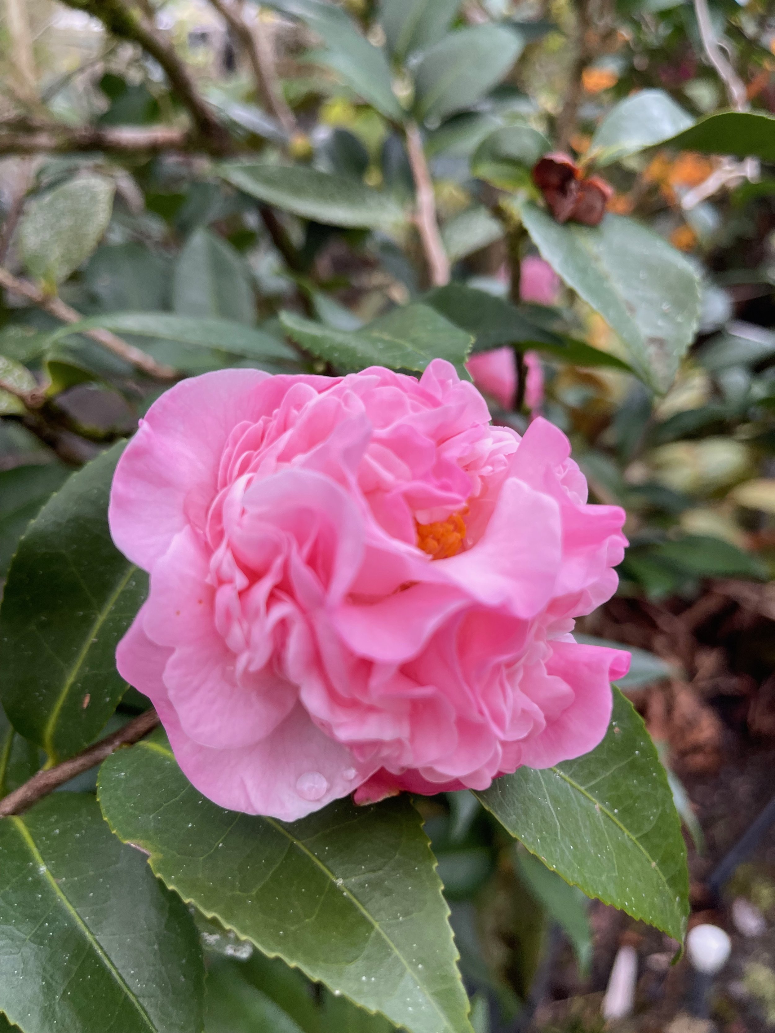 Camellia lutchuensis x ‘High Fragrance’ (4).jpeg