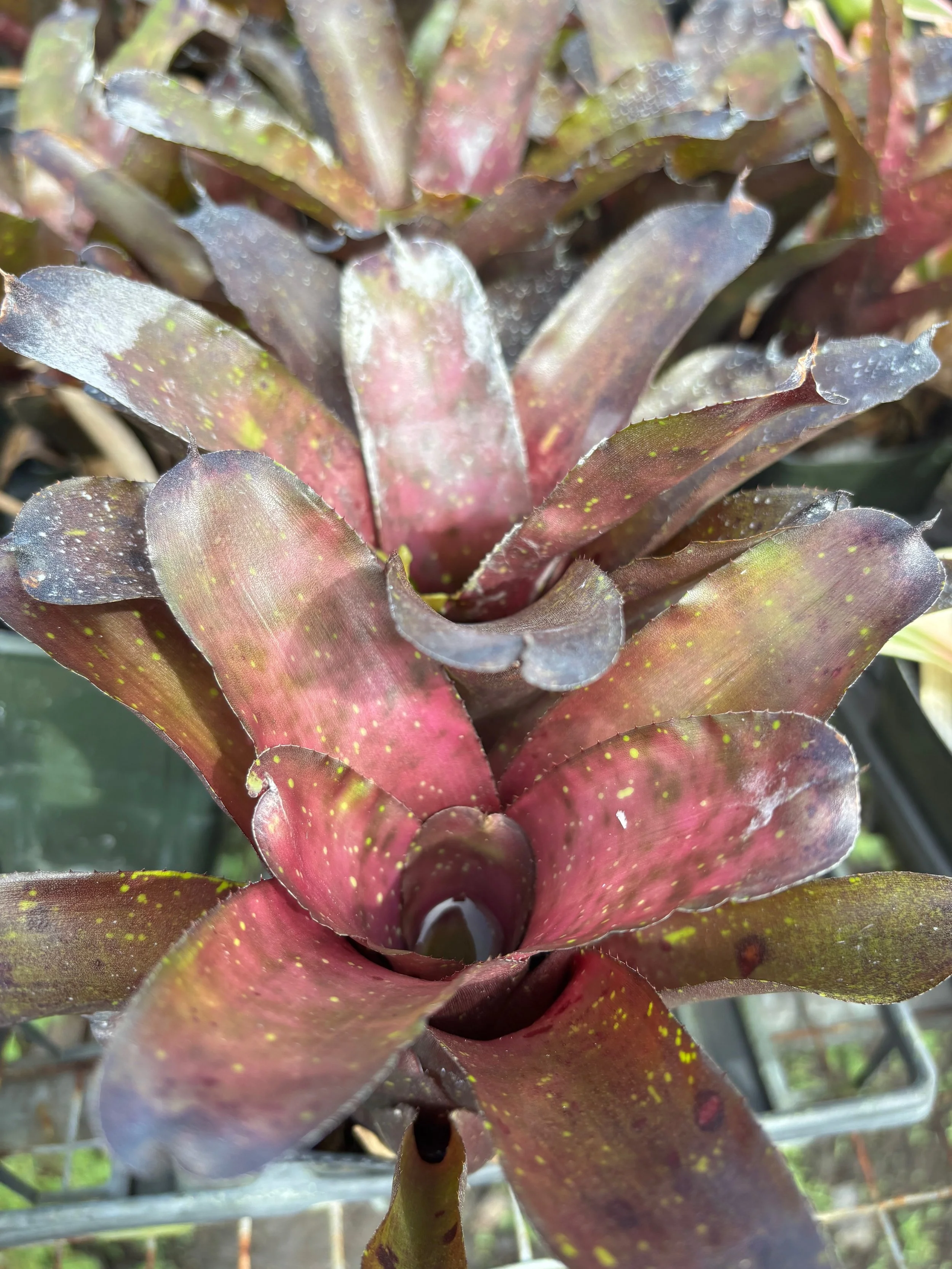 Neoregelia 'Alpine Rose' — Vintage Green Farms with Tom Piergrossi