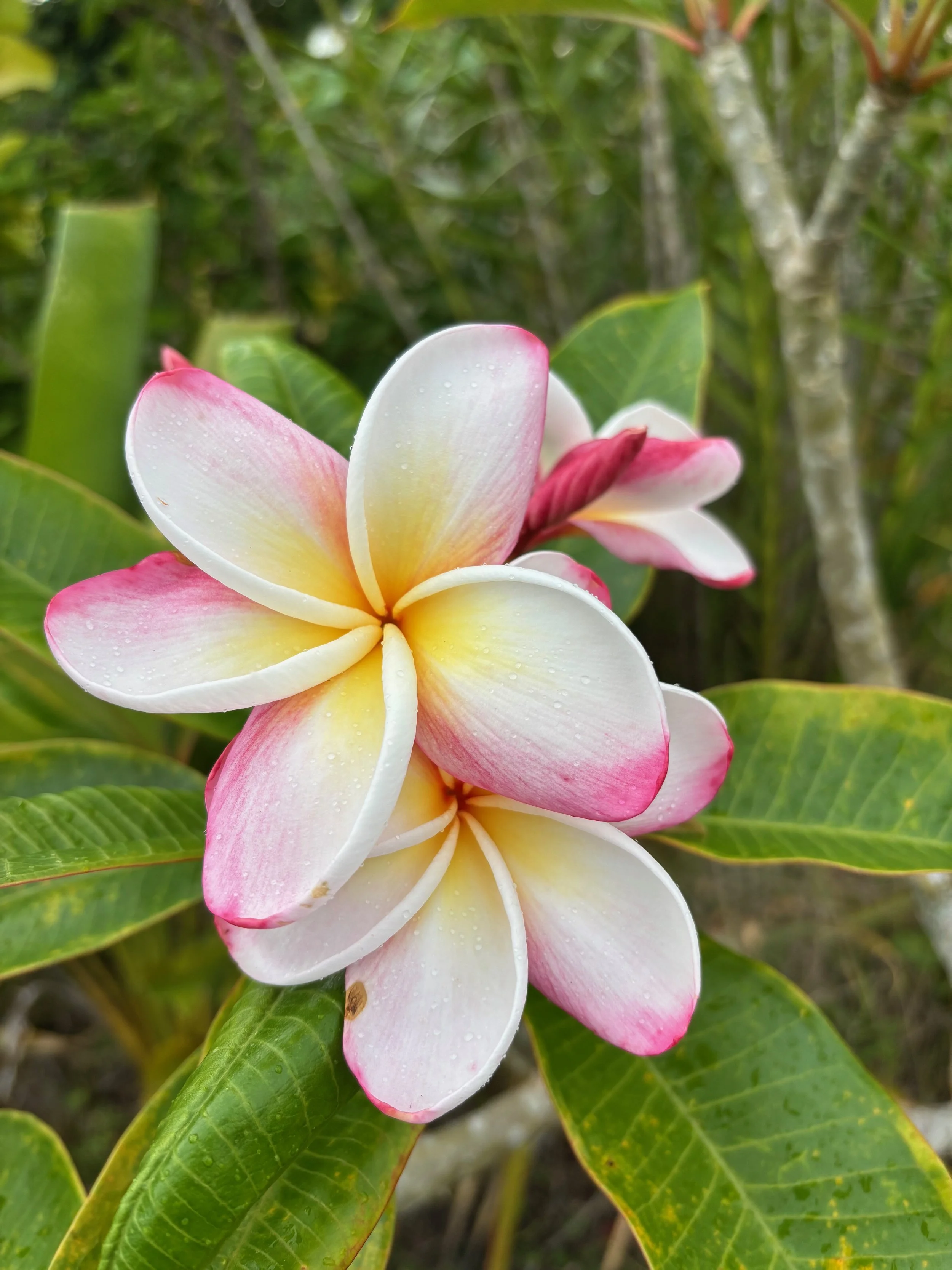 Plumeria rubra 'Daisy Wilcox'.jpeg