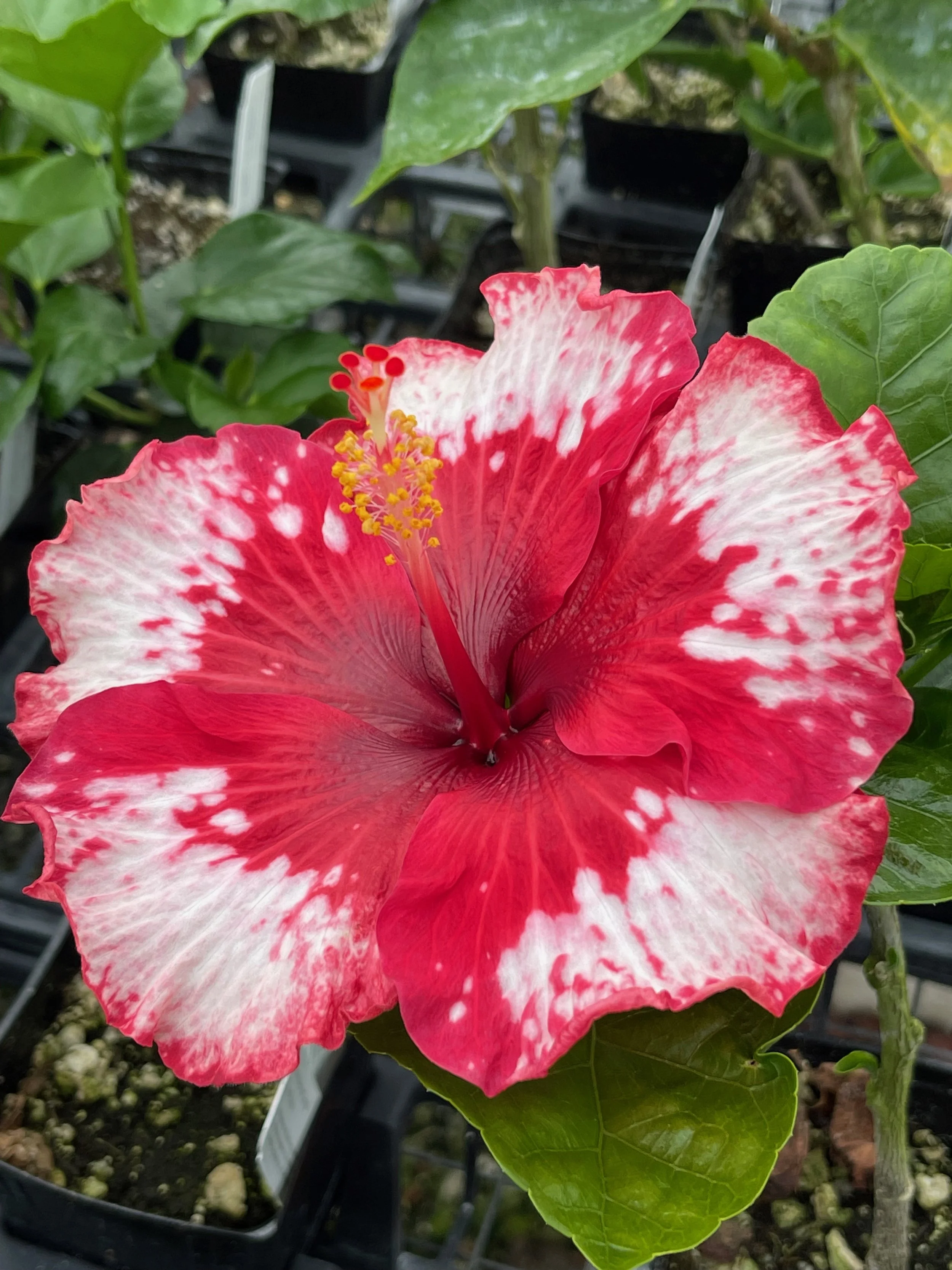 Hibiscus rosa-sinensis 'Corazon'.jpeg