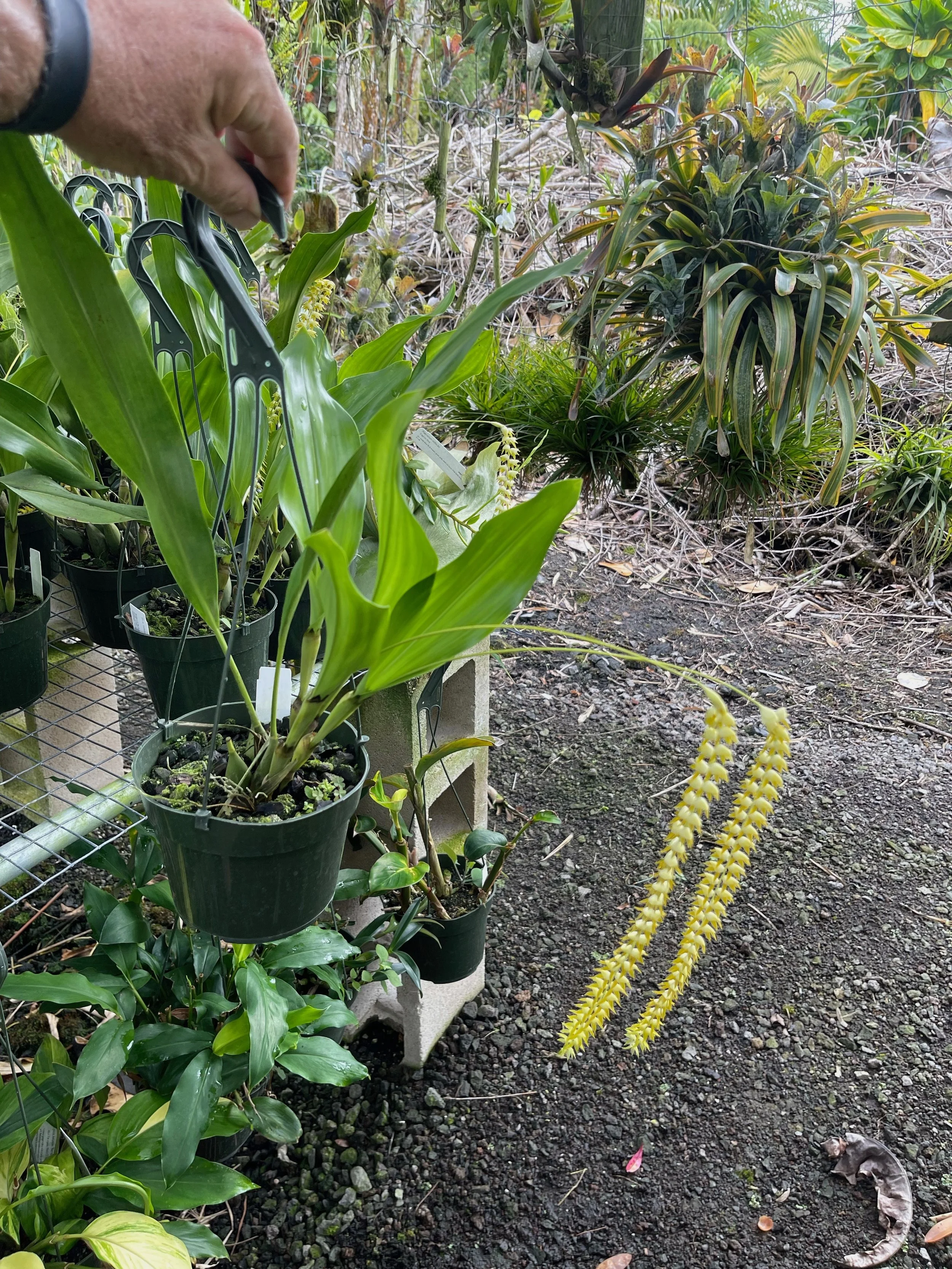 Dendrochilum magnum (1).jpeg