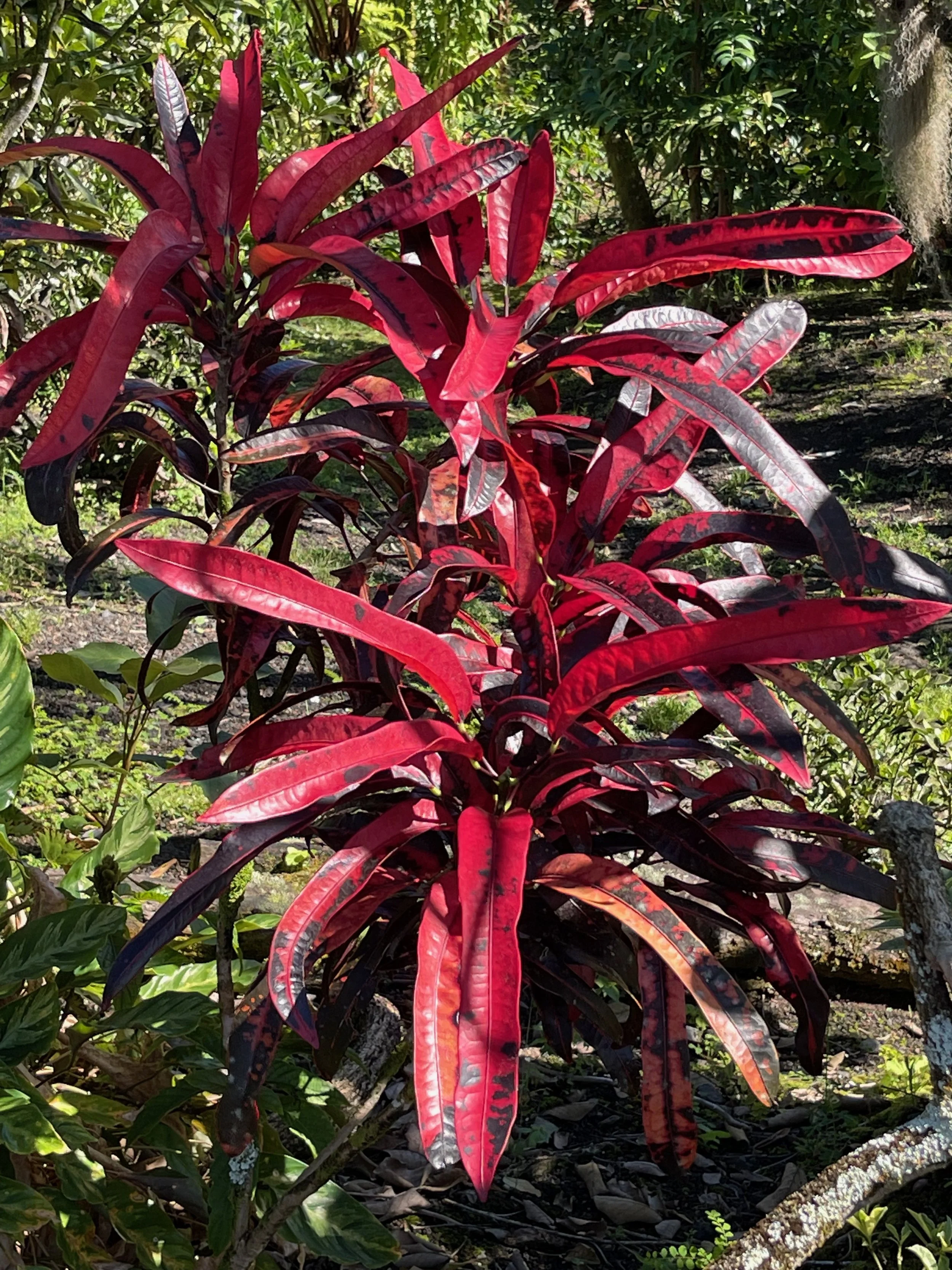 Codiaeum 'Stoplight'.jpeg