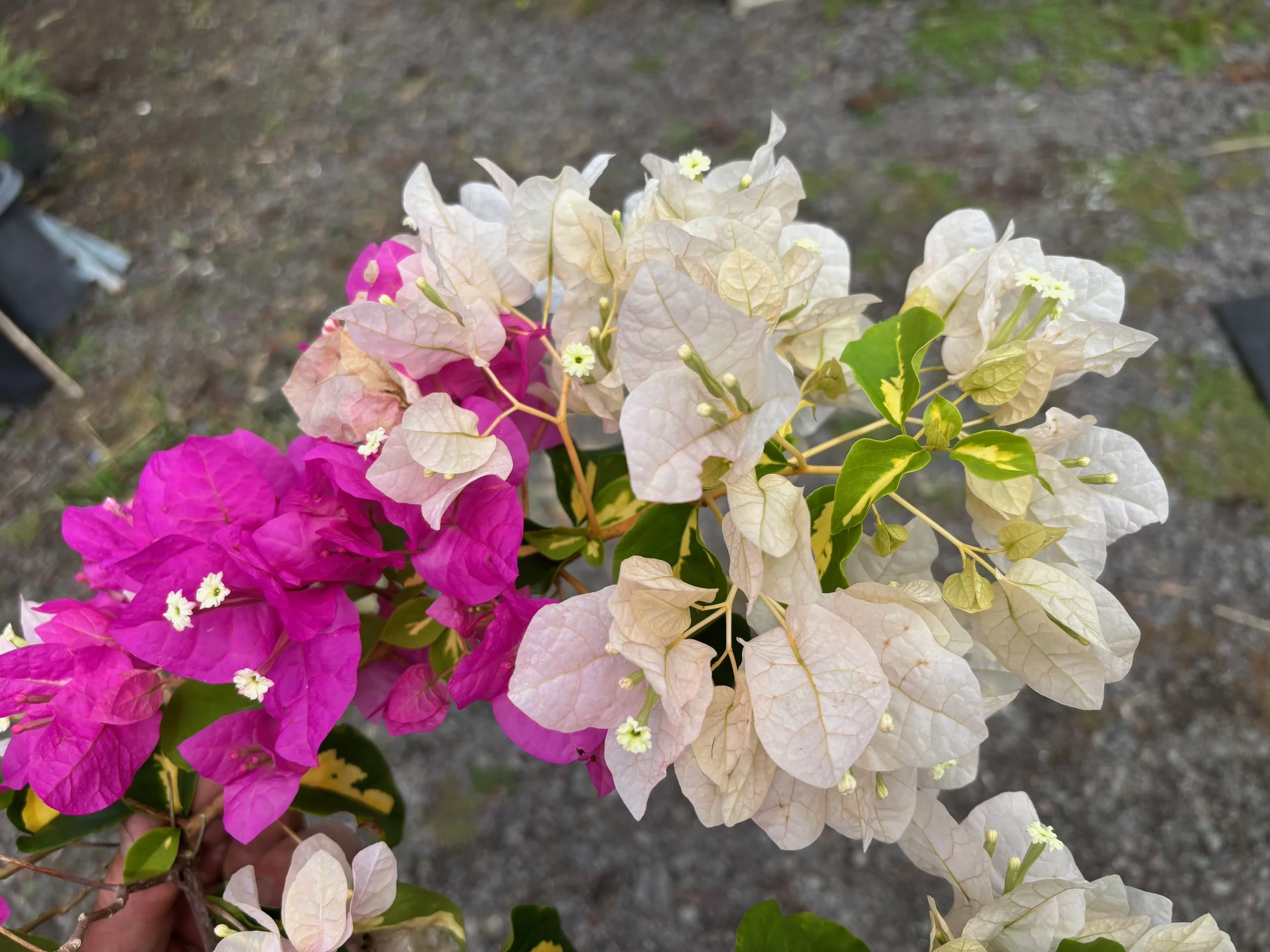 Bougainvillea 'Mary Palmer's Enchantment Var.' (2).jpeg