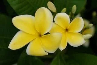 plumeria_mele_pa_bowman.jpeg