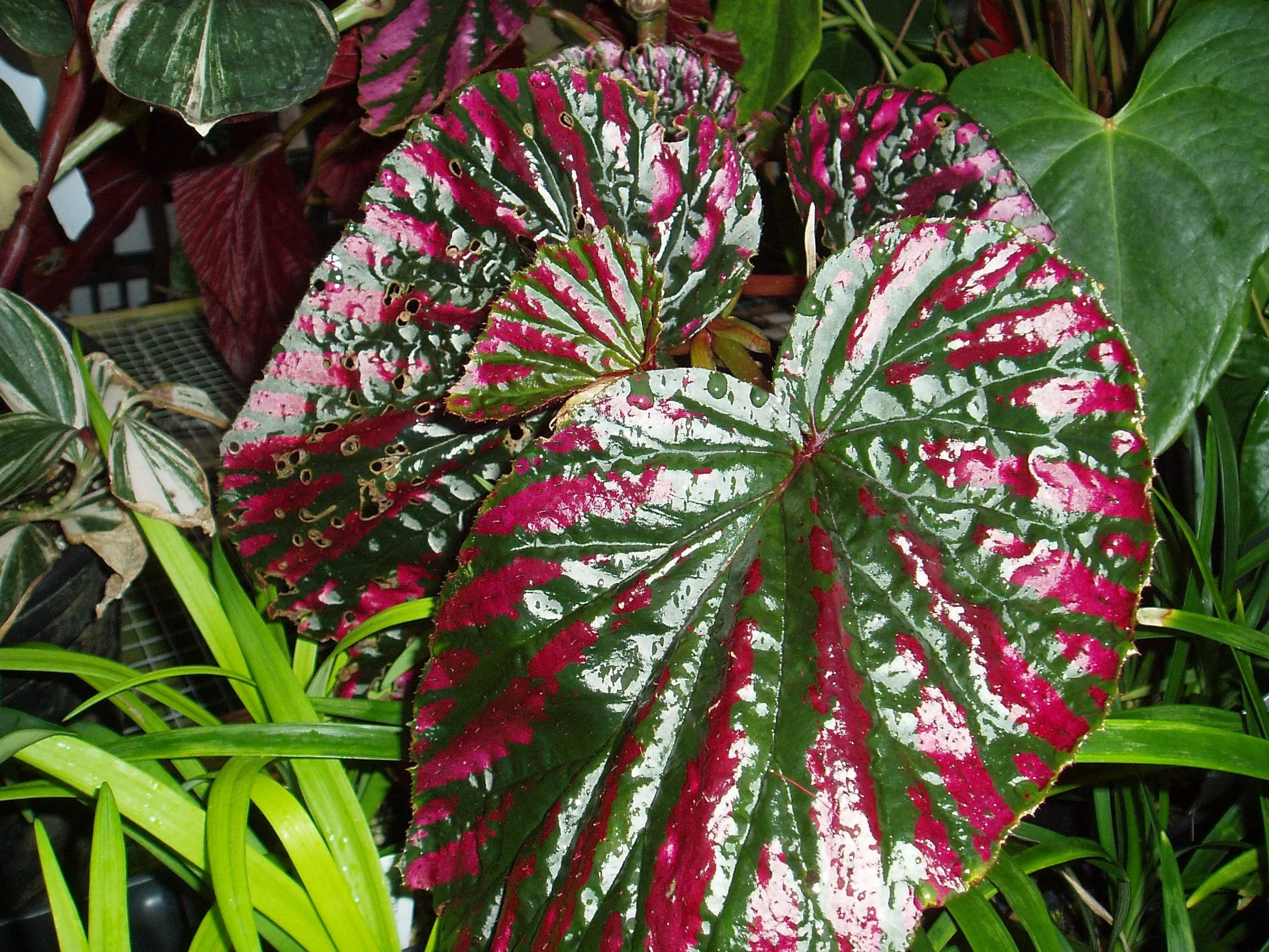 begonia_exotica.jpeg