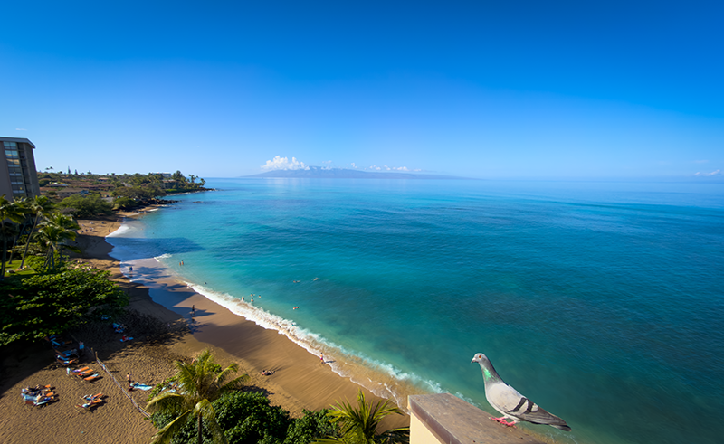 Our Winter Escape To Maui, Hawaii Begins