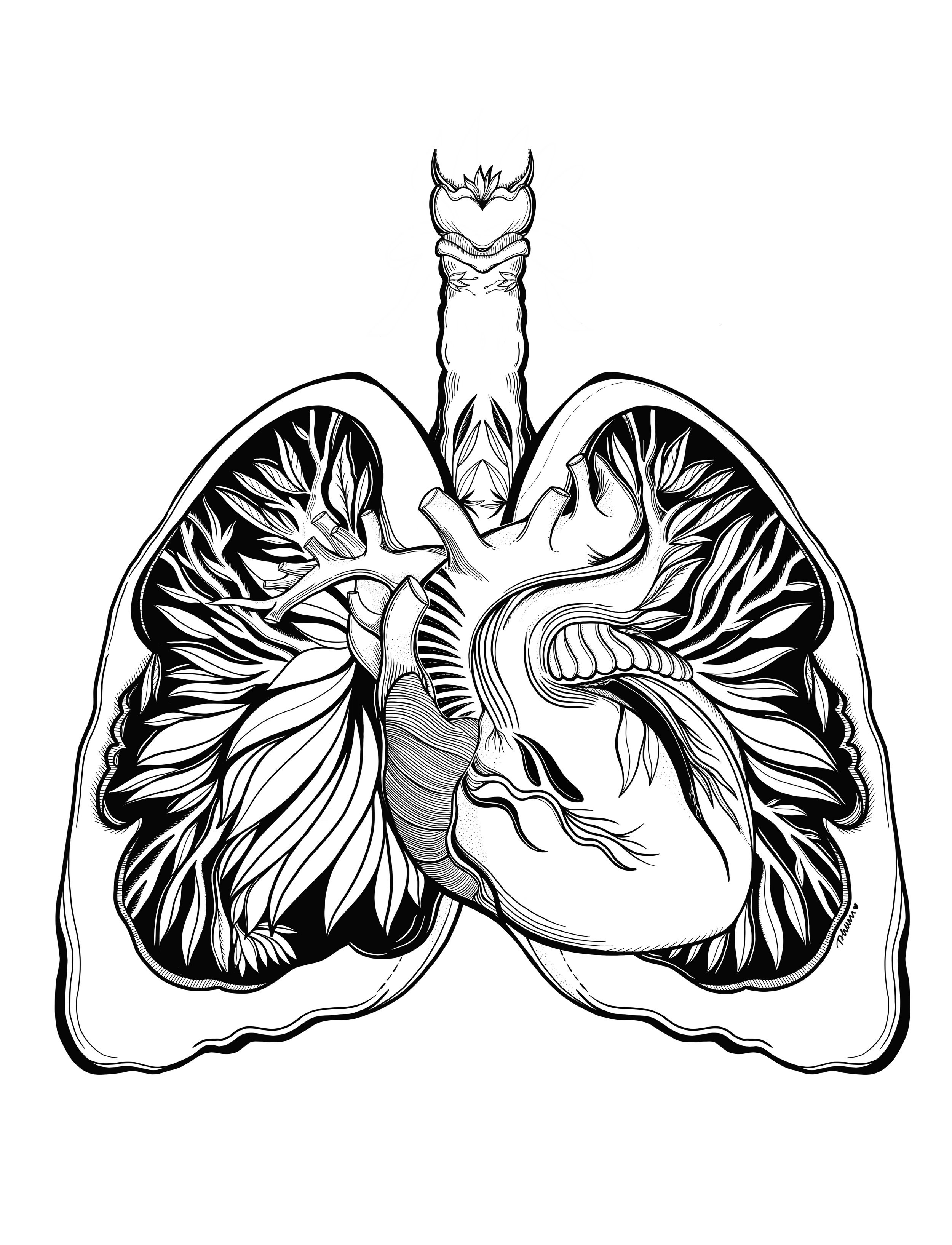 Lungs.jpg