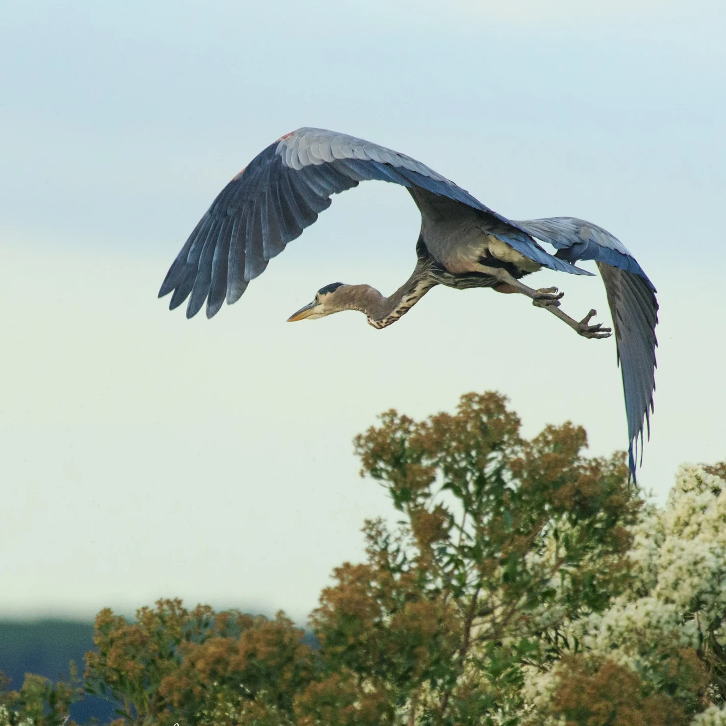 Bombay Hook-16.jpg