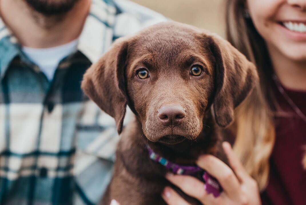 Not much can upstage a puppy during a family shoot except for what happened with this sweet couple. Swipe right to see what happened!

@allinthemixbakeshop