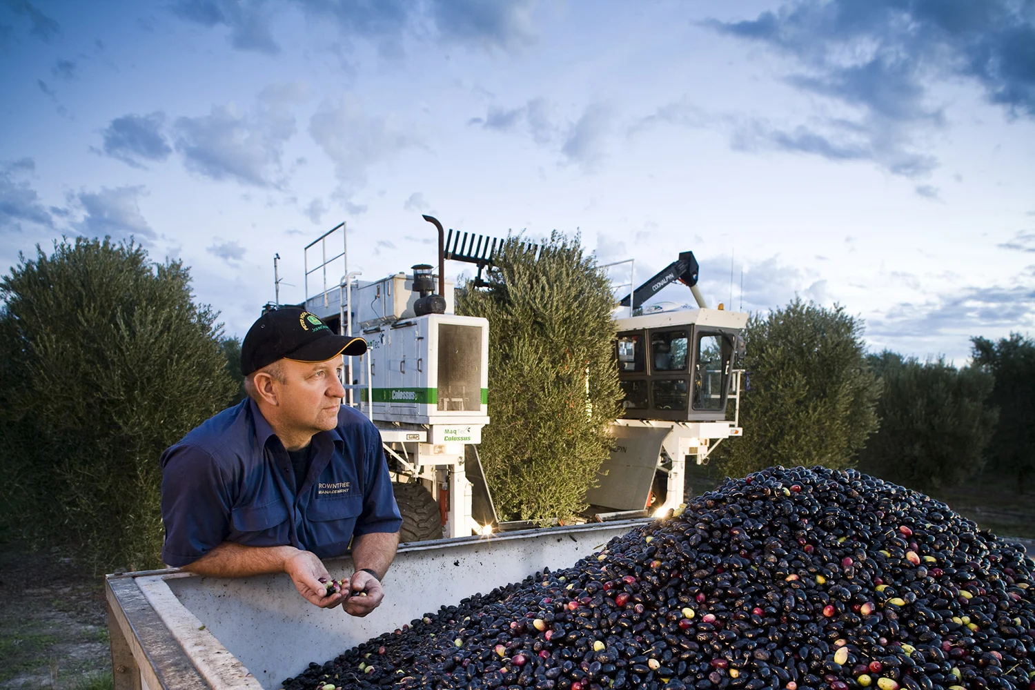 Jim Rowntree, Olive grower, Coonalpyn, South Australia