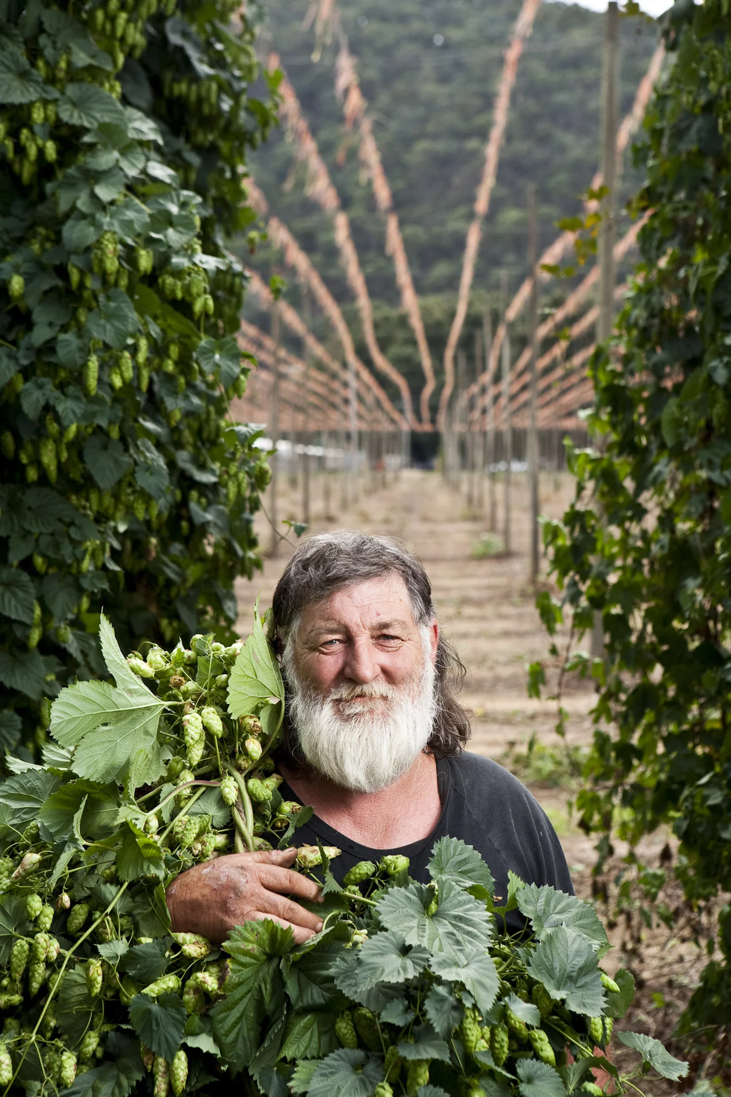 Marcus Canes, hops picker, Ovens River Valley, Victoria