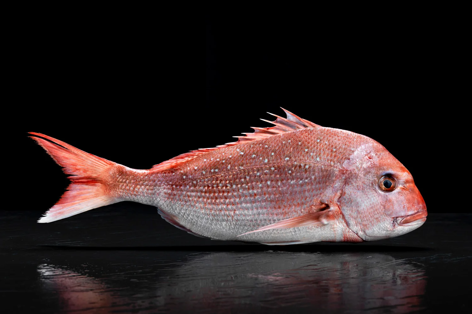 The Snapper, Pagrus auratus