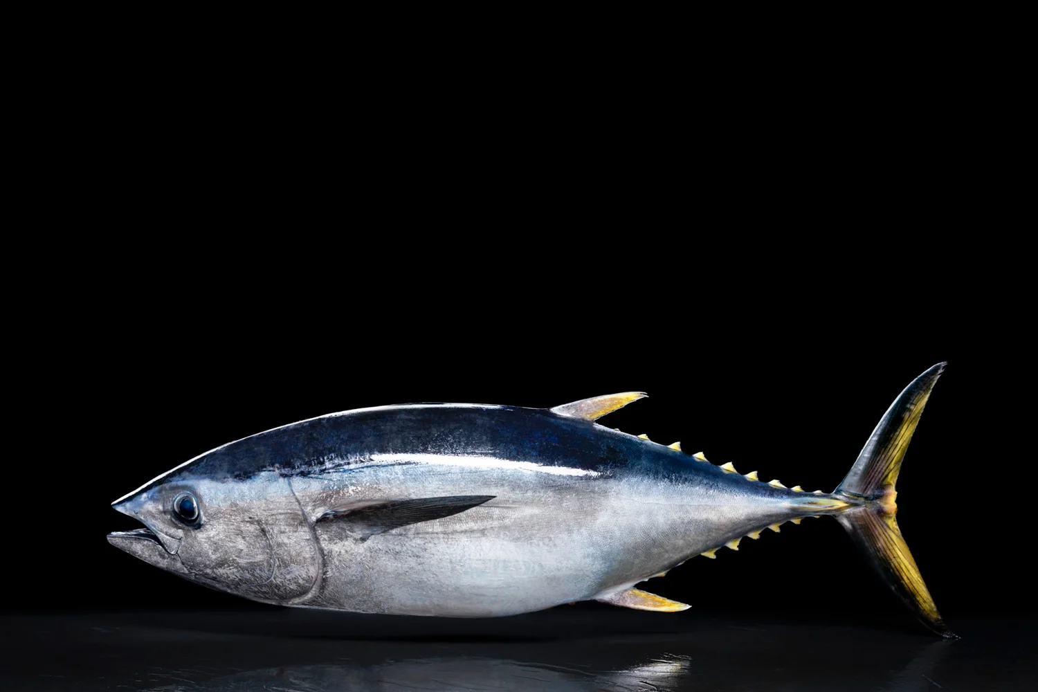 The Southern Bluefin Tuna, Thunnus maccoyii