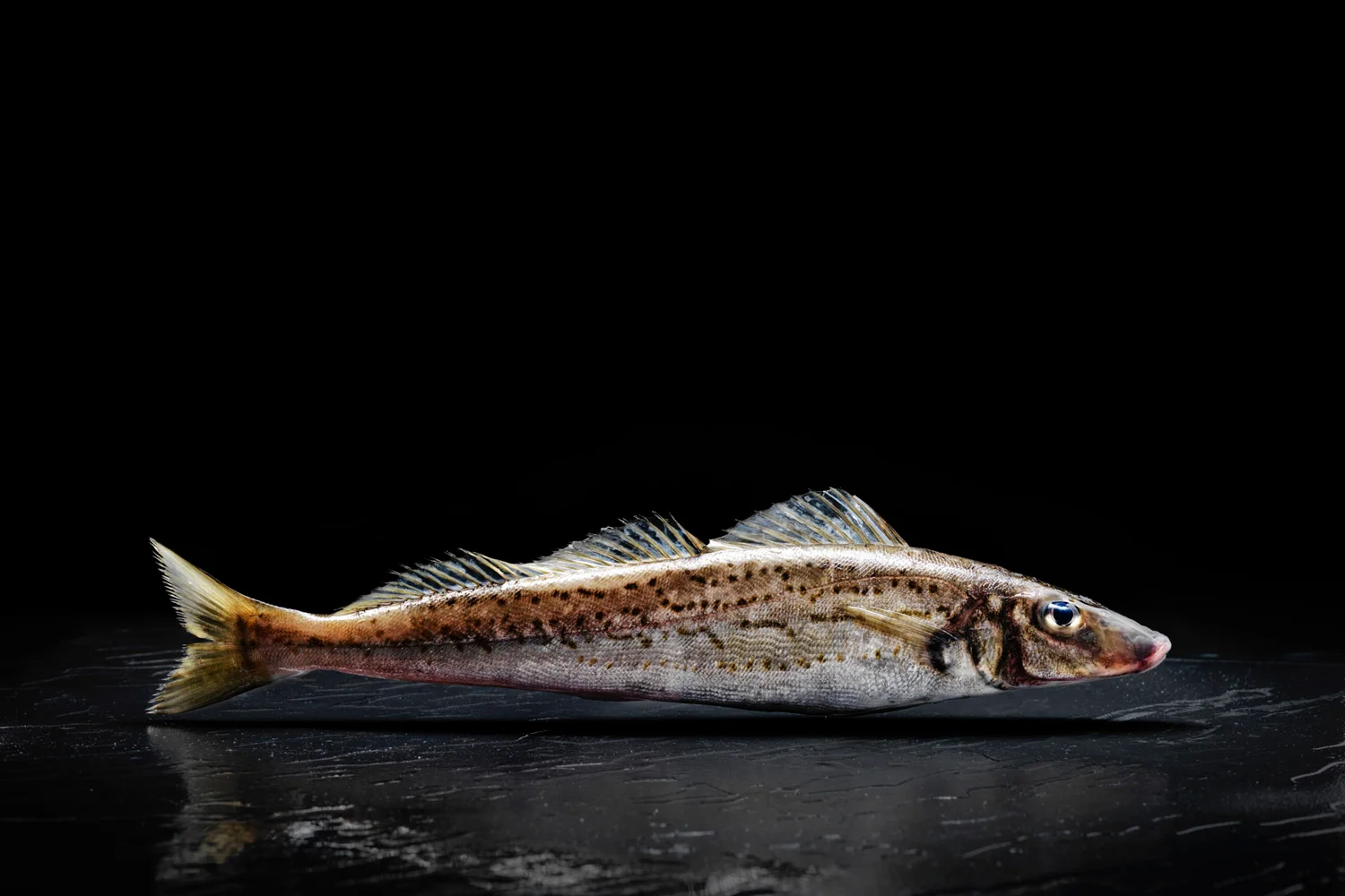 The King George Whiting, Sillaginodes punctata