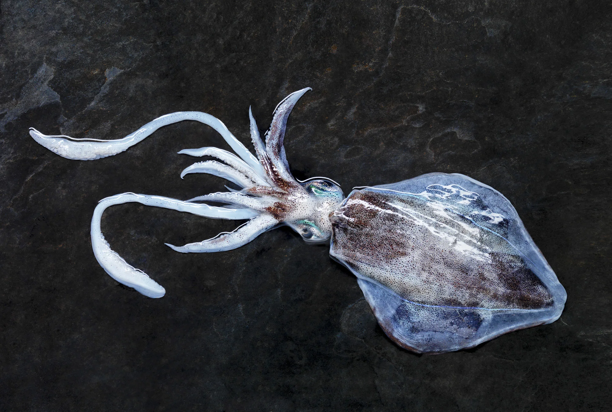 The Southern Calamari, Sepioteuthis australis for Seafood Frontier, Eyre Regional Development Board